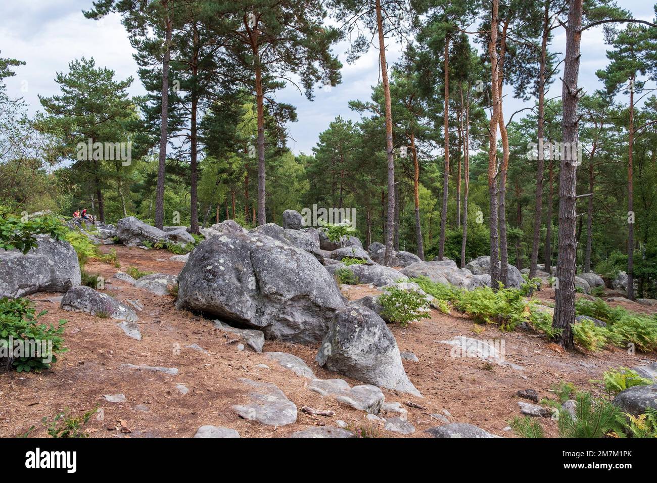 The forest of Fontainebleau, Cave of the Brigands, Bas-Breau, near Barbizon. Rocks and trees, pines and ferns. Stock Photo