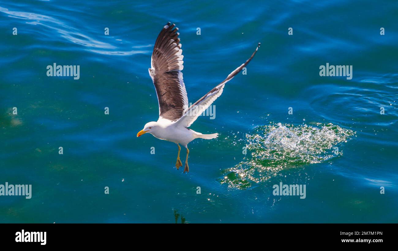 Close up picture of a flying seagull over water during daytime Stock Photo