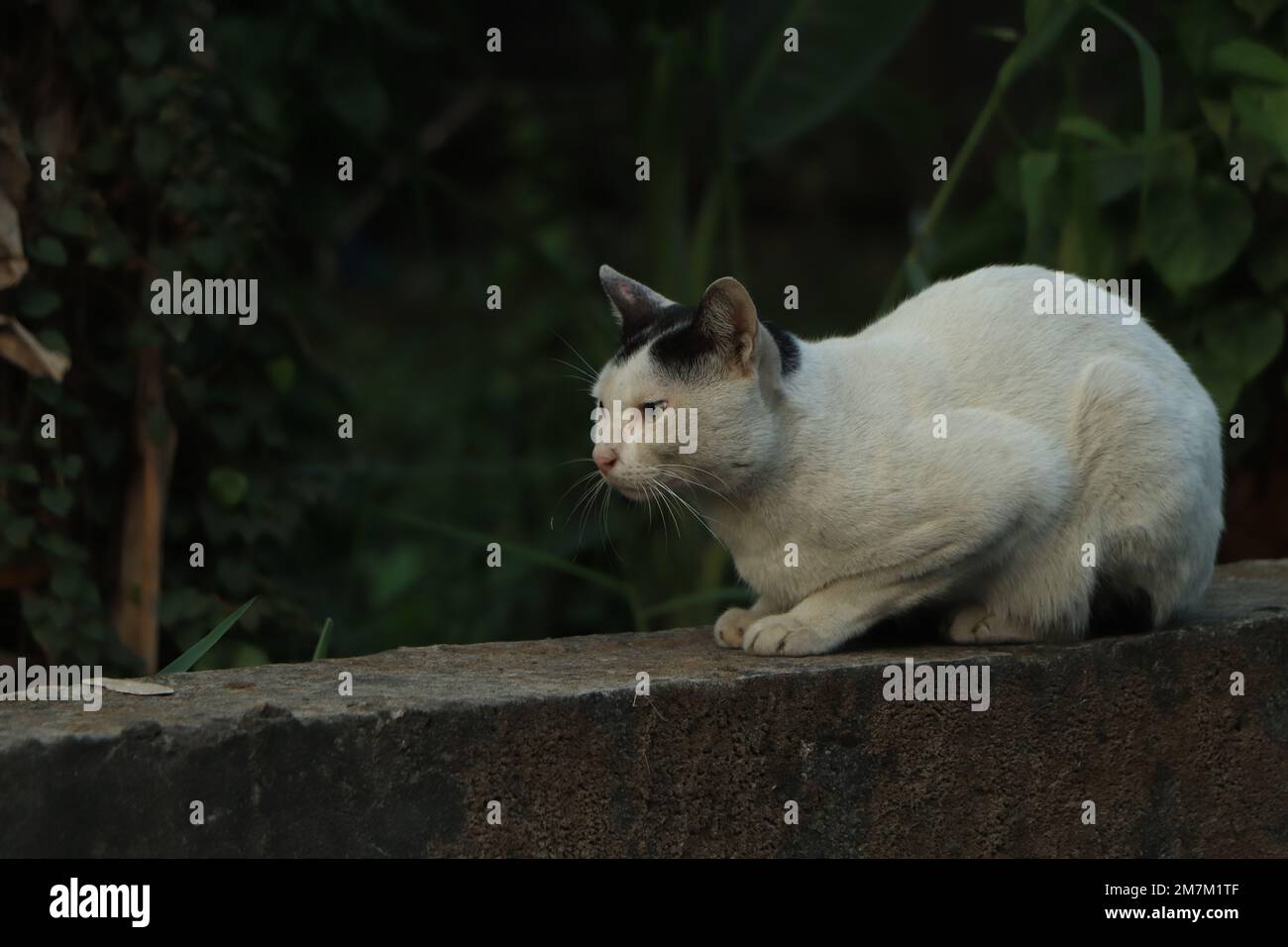 White and black cat closeup background Stock Photo - Alamy