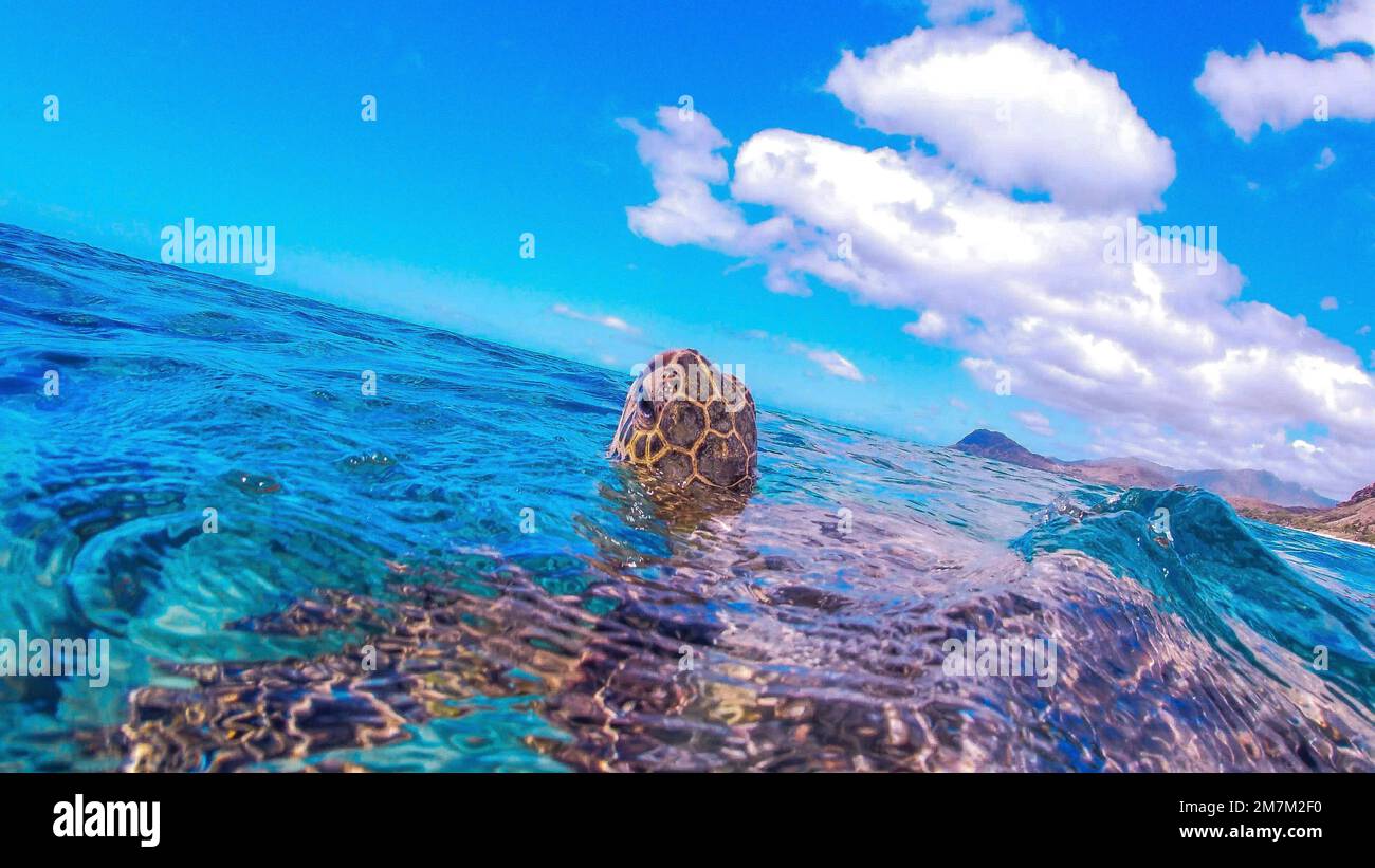 A green sea turtle swimming in the blue water Stock Photo - Alamy