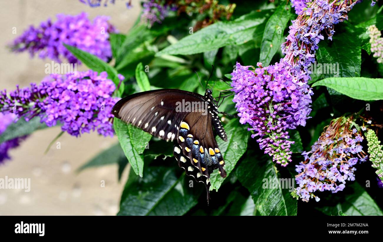 A Pipevine swallowtail butterfly on purple Buddleja Lochinch plants in the garden Stock Photo