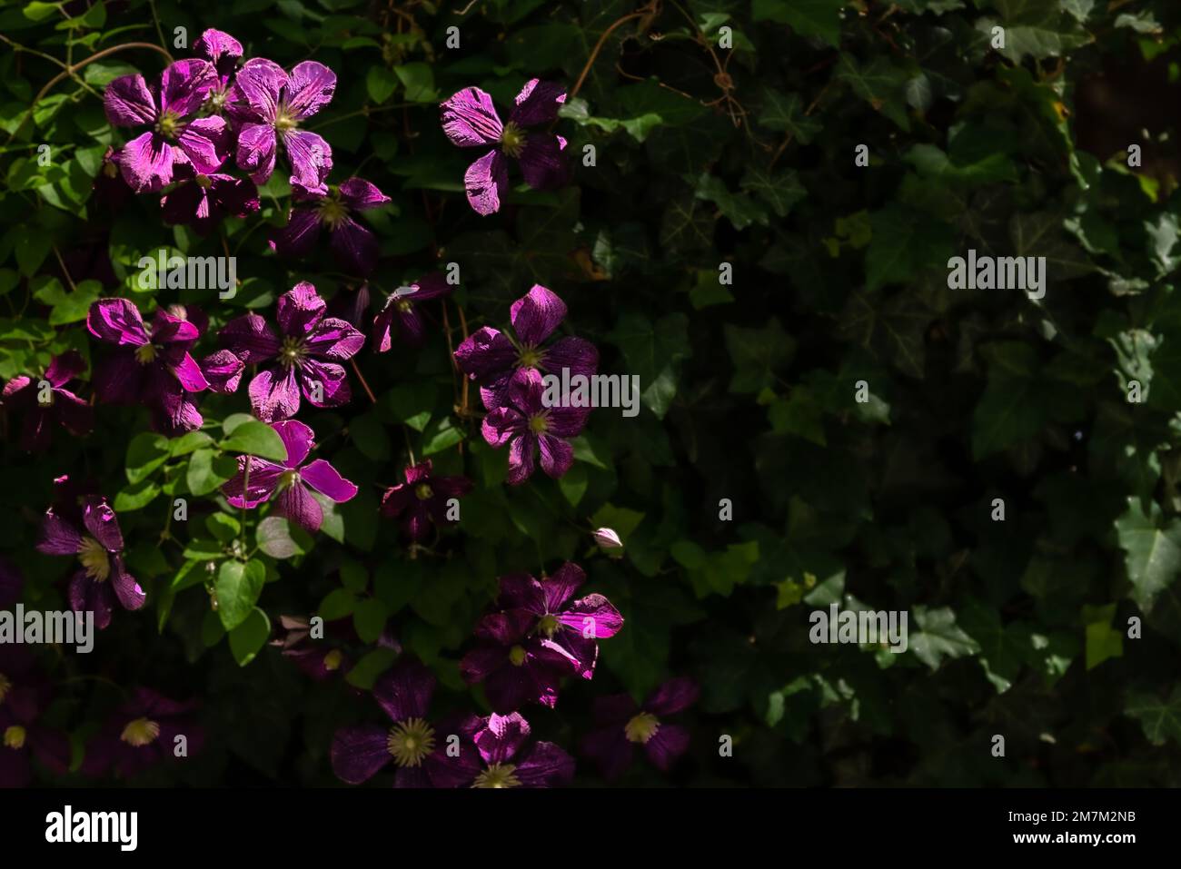 A Selective focus of purple Clematis viticella flowers in a garden Stock Photo