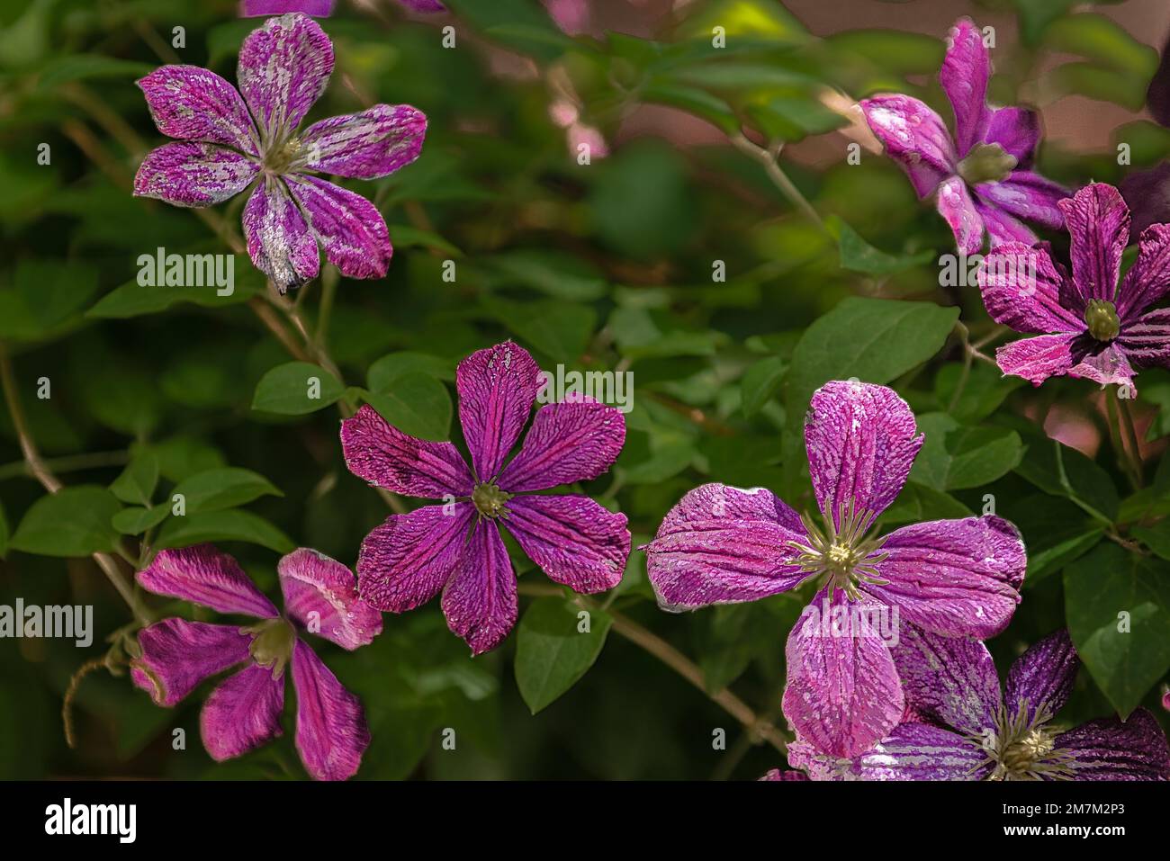 A selective focus of purple Clematis viticella flowers in a garden Stock Photo