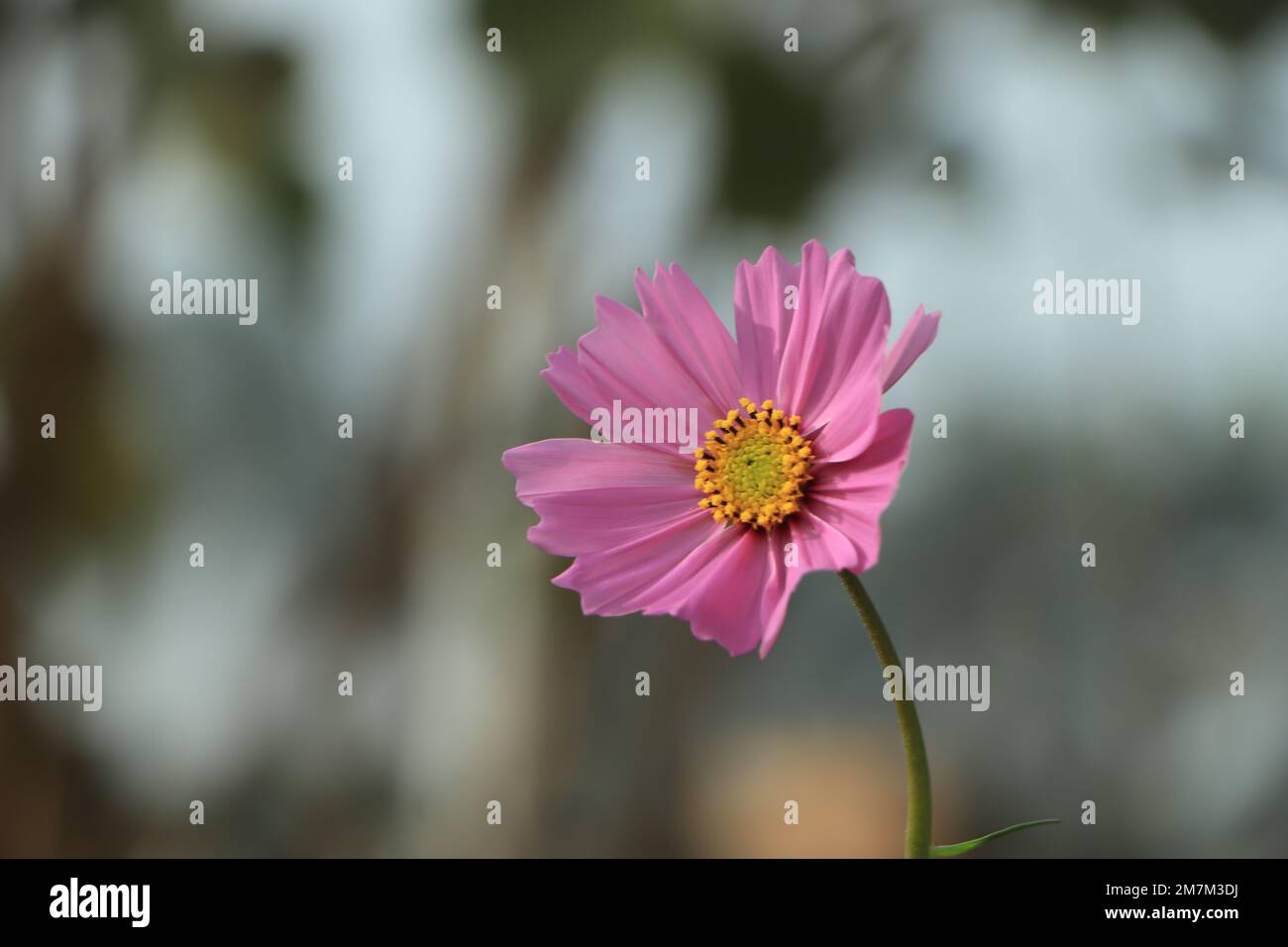 Light pink bloom hi-res stock photography and images - Alamy