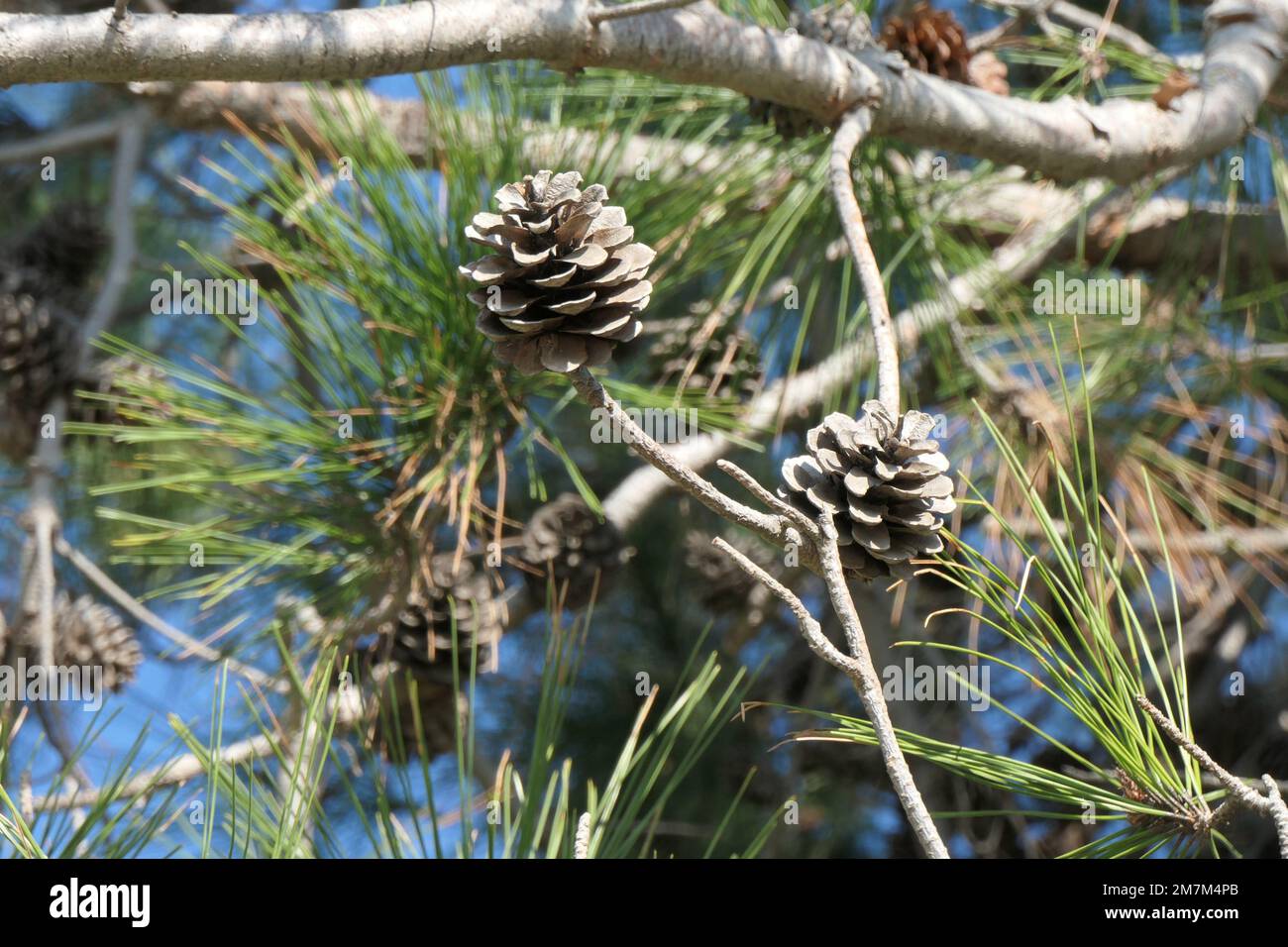 Beautiful pine tree branches hi-res stock photography and images - Alamy