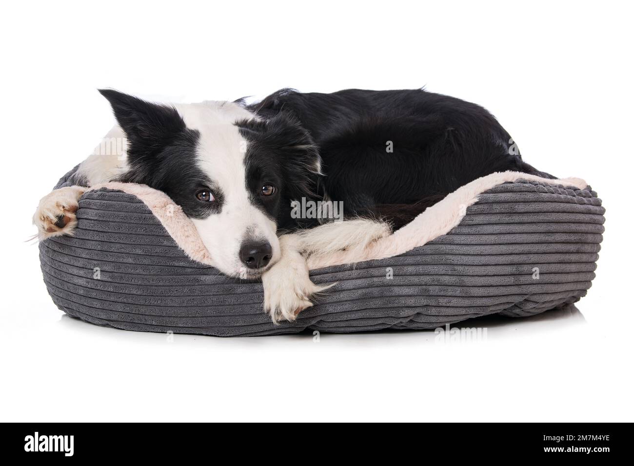 Border collie dog lying in a dog bed on white background Stock Photo
