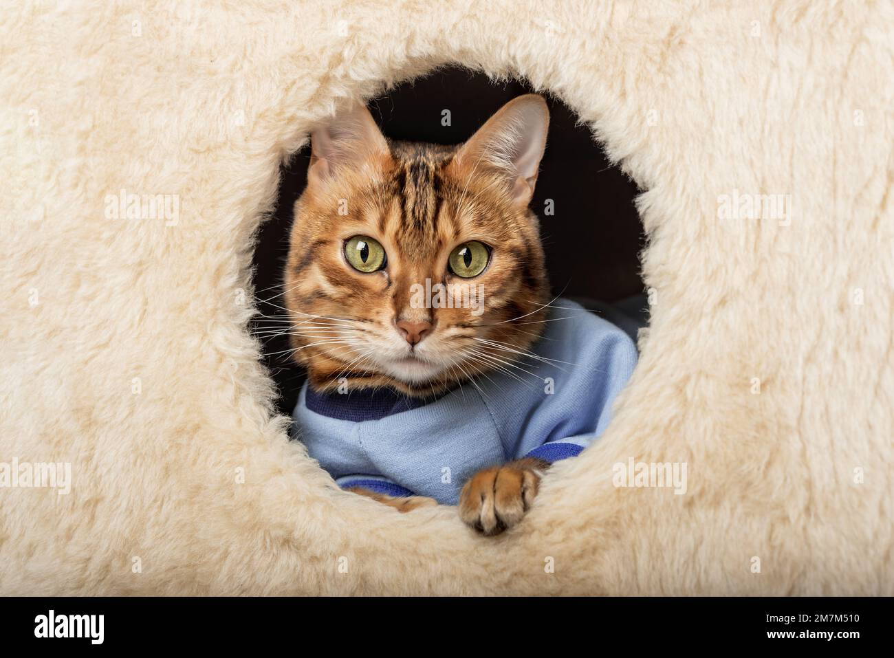A cute bengal cat in clothes is resting in a cat house. Stock Photo