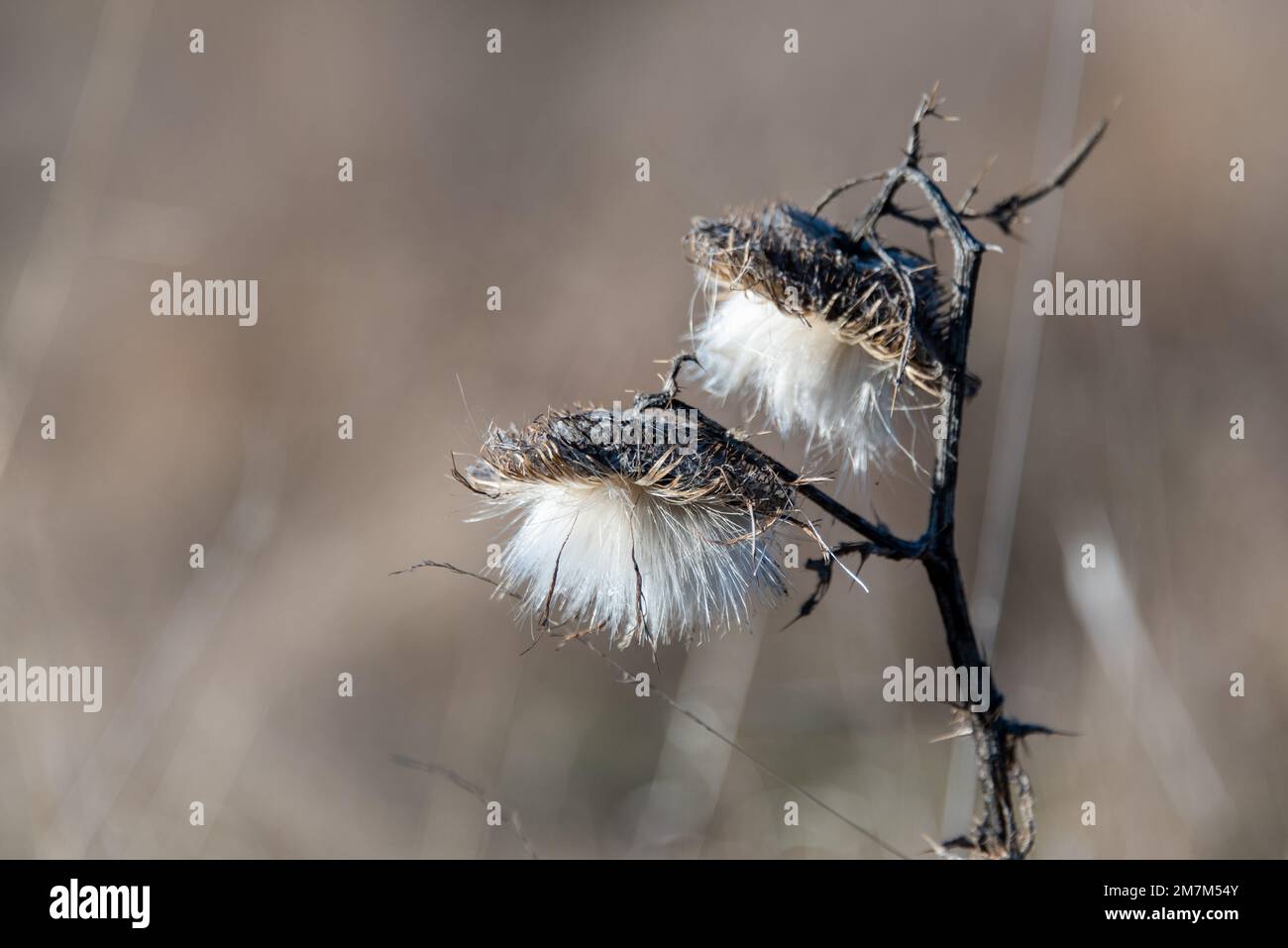 Close up of prickly tenderness with brown background bokeh Stock Photo