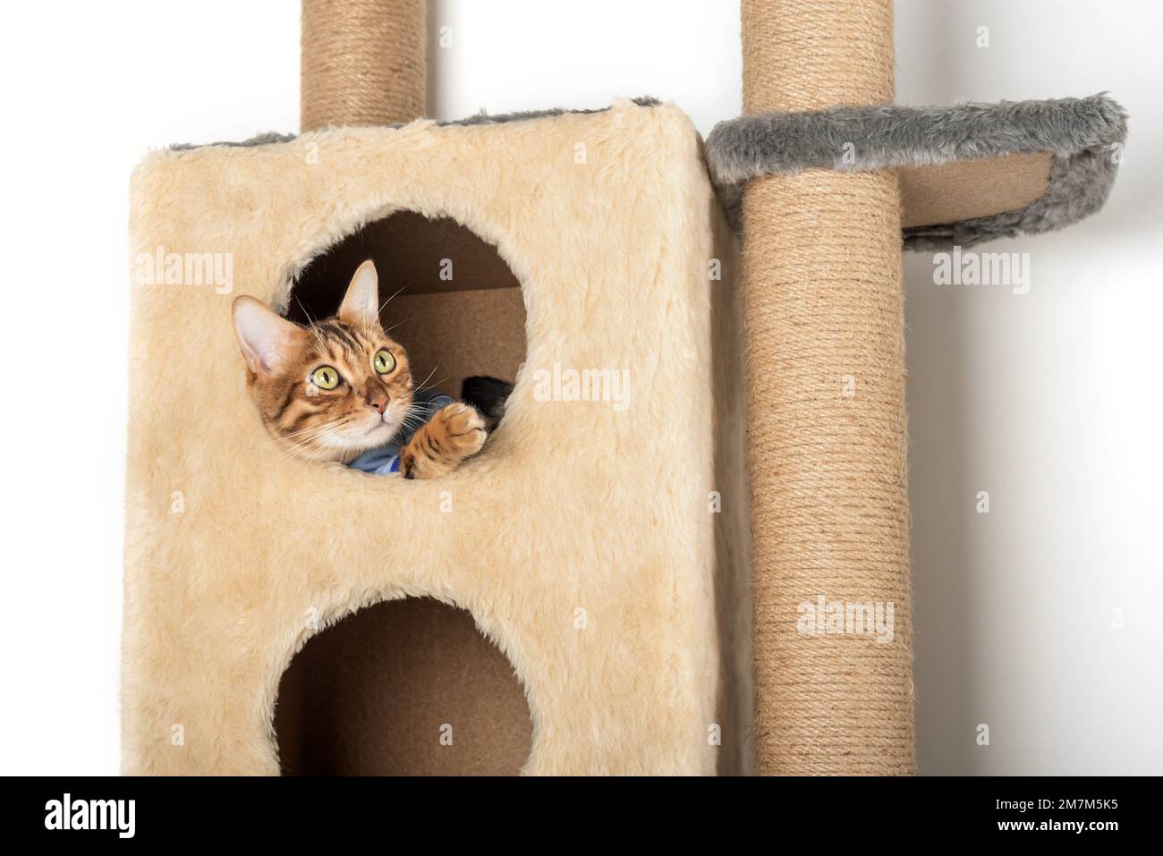 A cute bengal cat in clothes is resting in a cat house. Stock Photo
