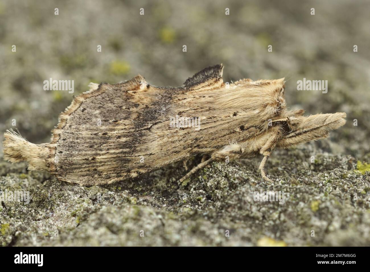 Natural closeup on the pale prominent moth, Pterostoma palpina sitting on wood in the garden Stock Photo