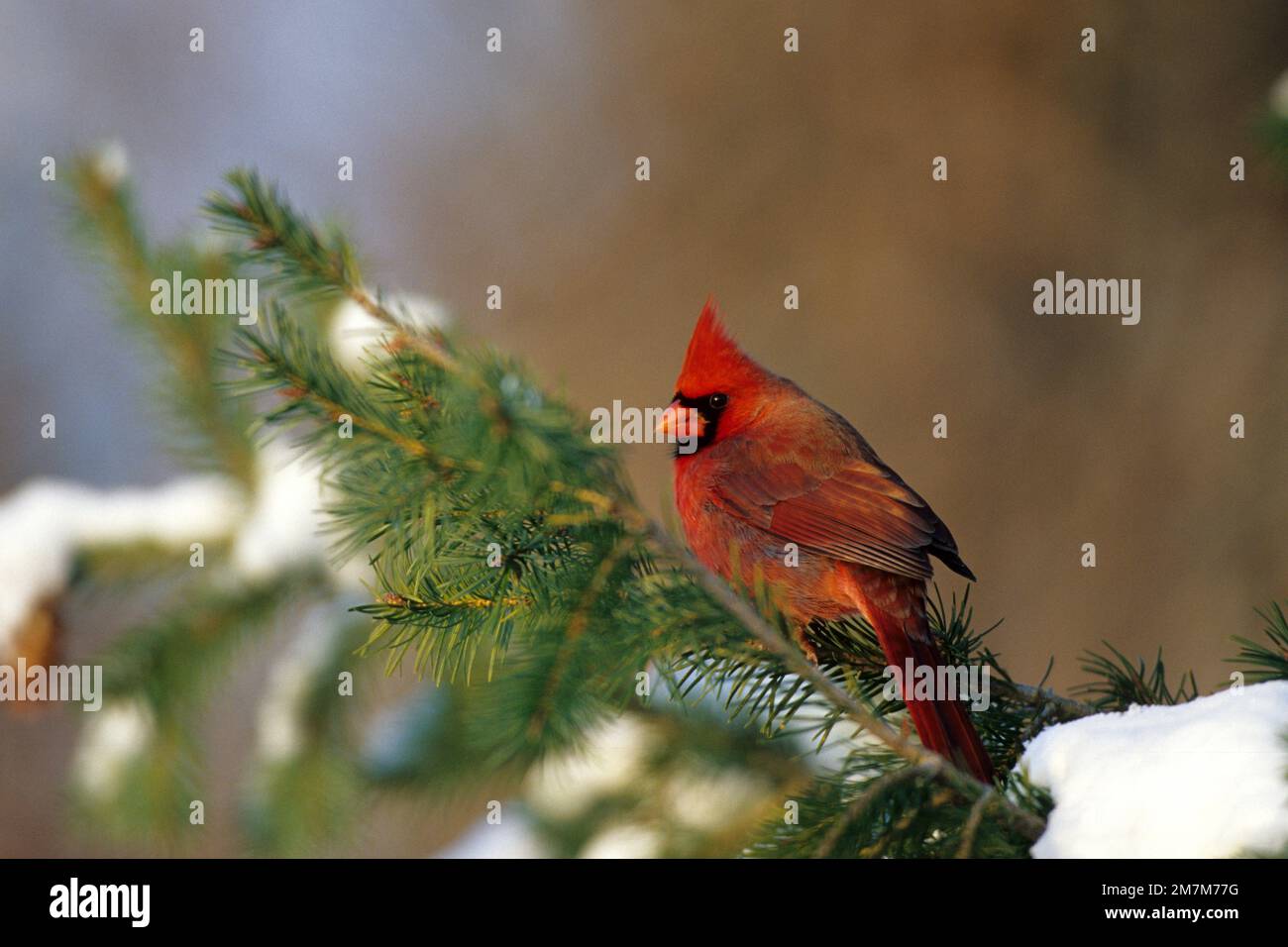 Cardinal Spruce Tree 01530-090.18 Northern Cardinal (Cardinalis cardinalis) male in spruce ...