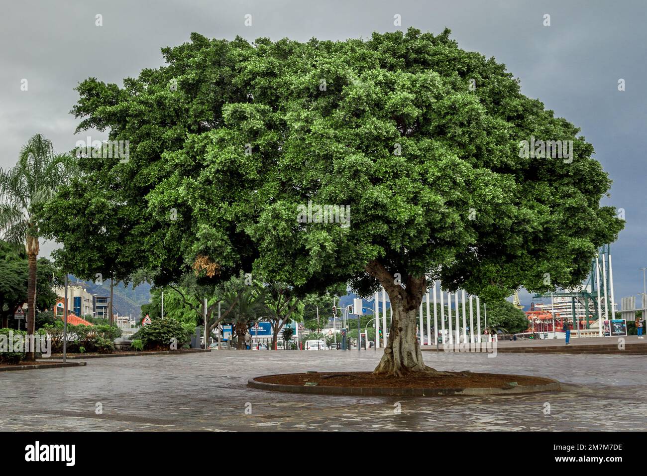 A green tree with one treetop side extending out to the side, pictured ...