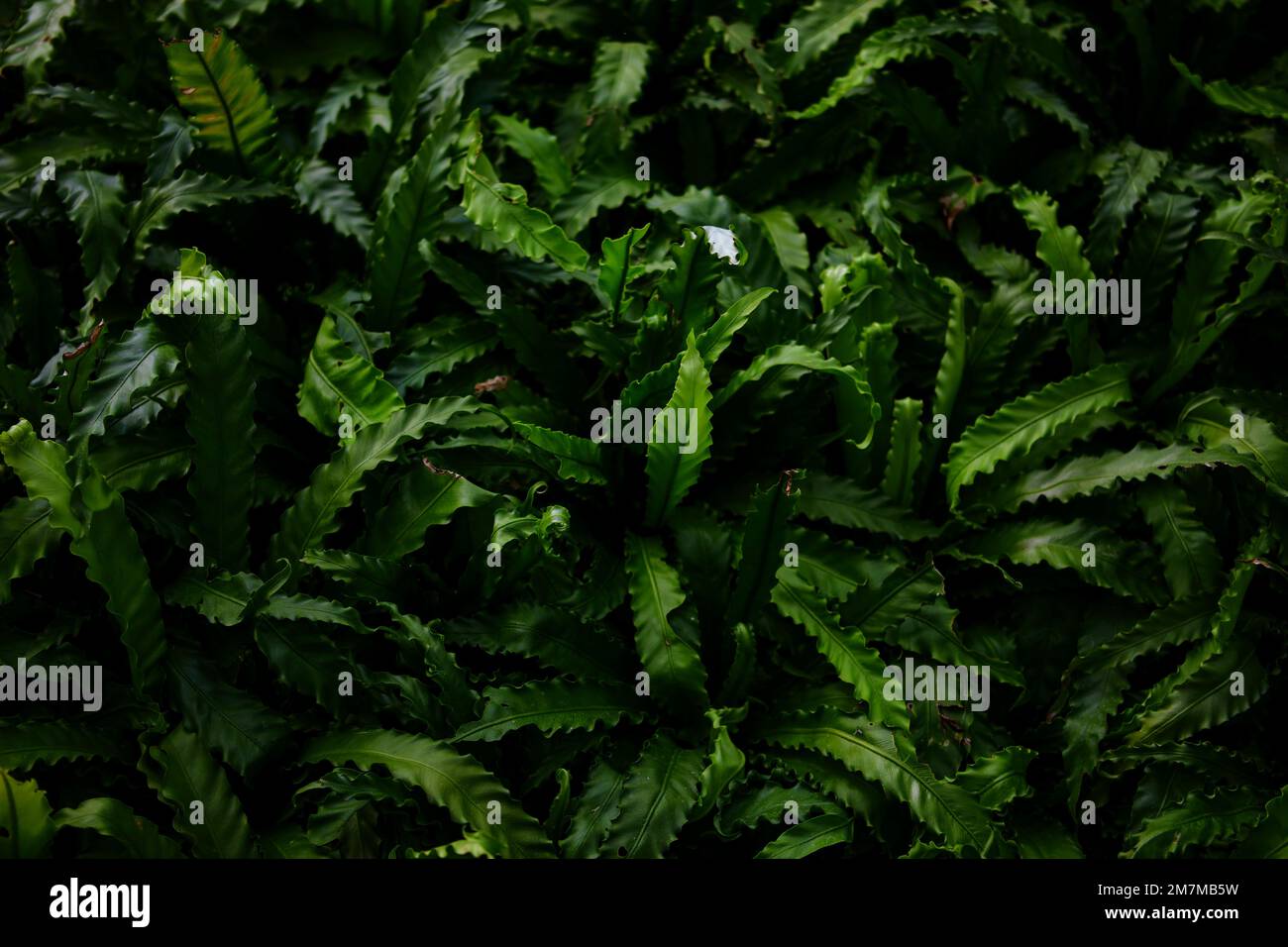 Beautiful shot shrub green hi-res stock photography and images - Alamy