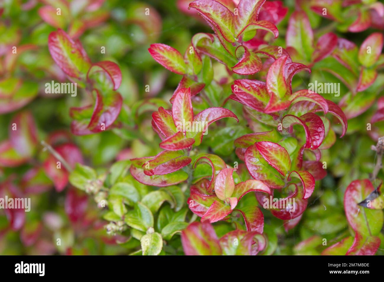 tyk involveret I mængde Leucothoe axillaris curly red hi-res stock photography and images - Alamy
