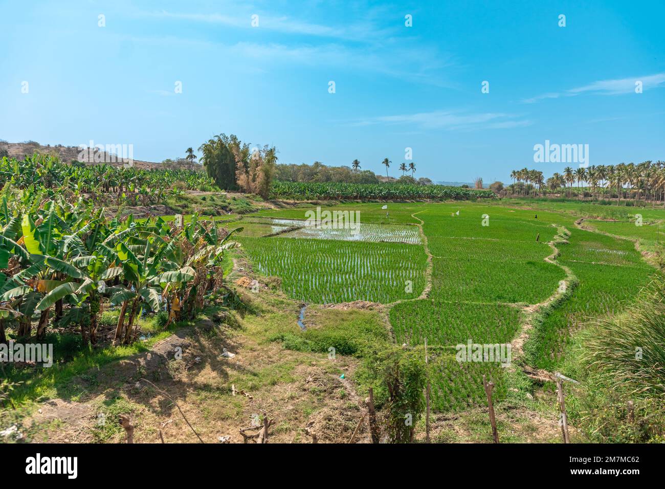 green rice fields in south america Stock Photo