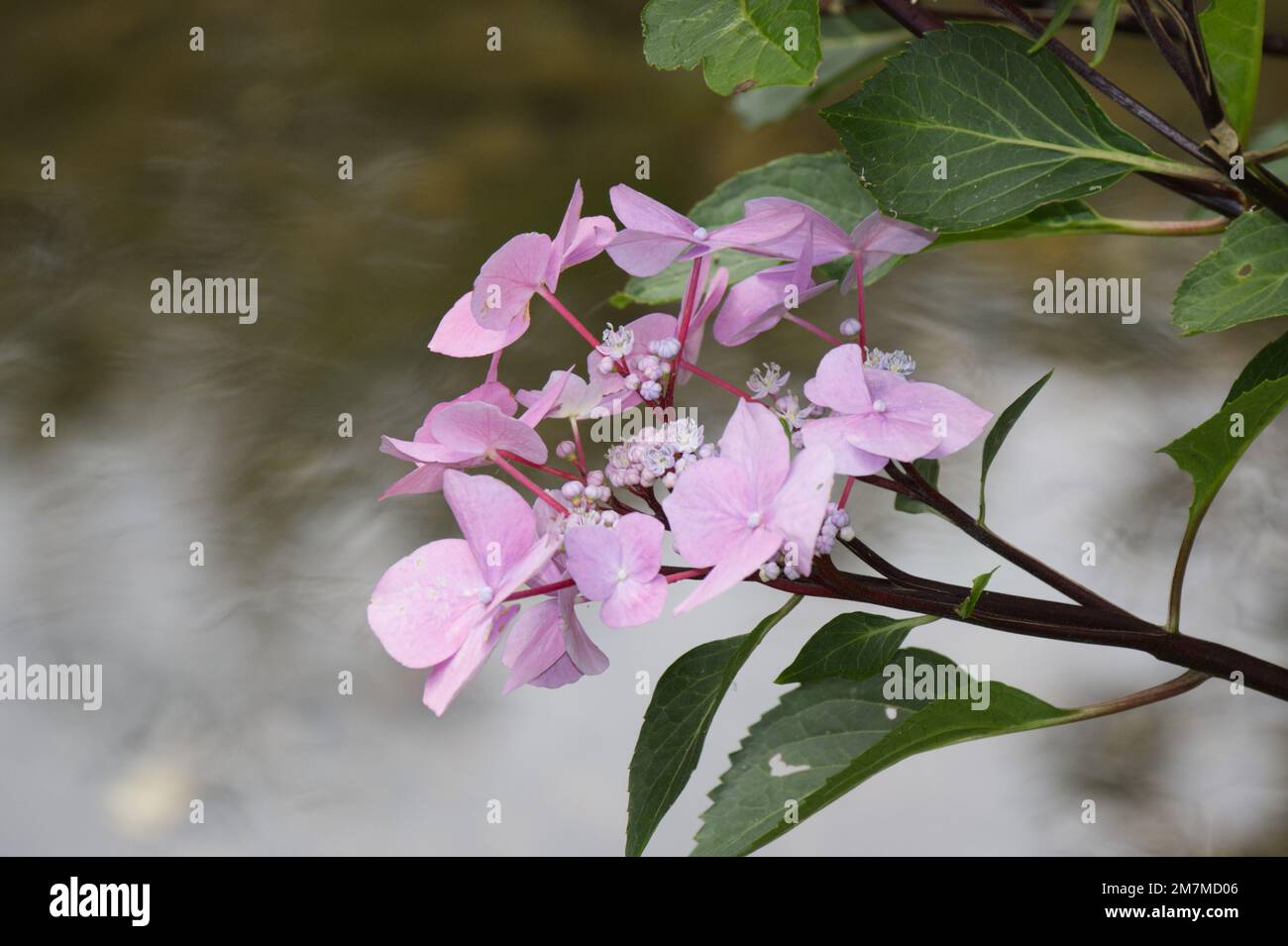 Summer blooms of Lacecap hydrangea, Hydrangea macrophylla 'Zorro' in UK