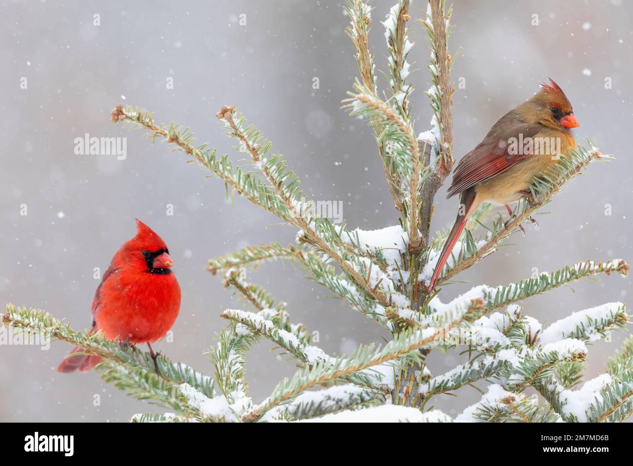 Cardinal Spruce Tree 01530-25102 Northern Cardinal (Cardinalis cardinalis) male & female in ...