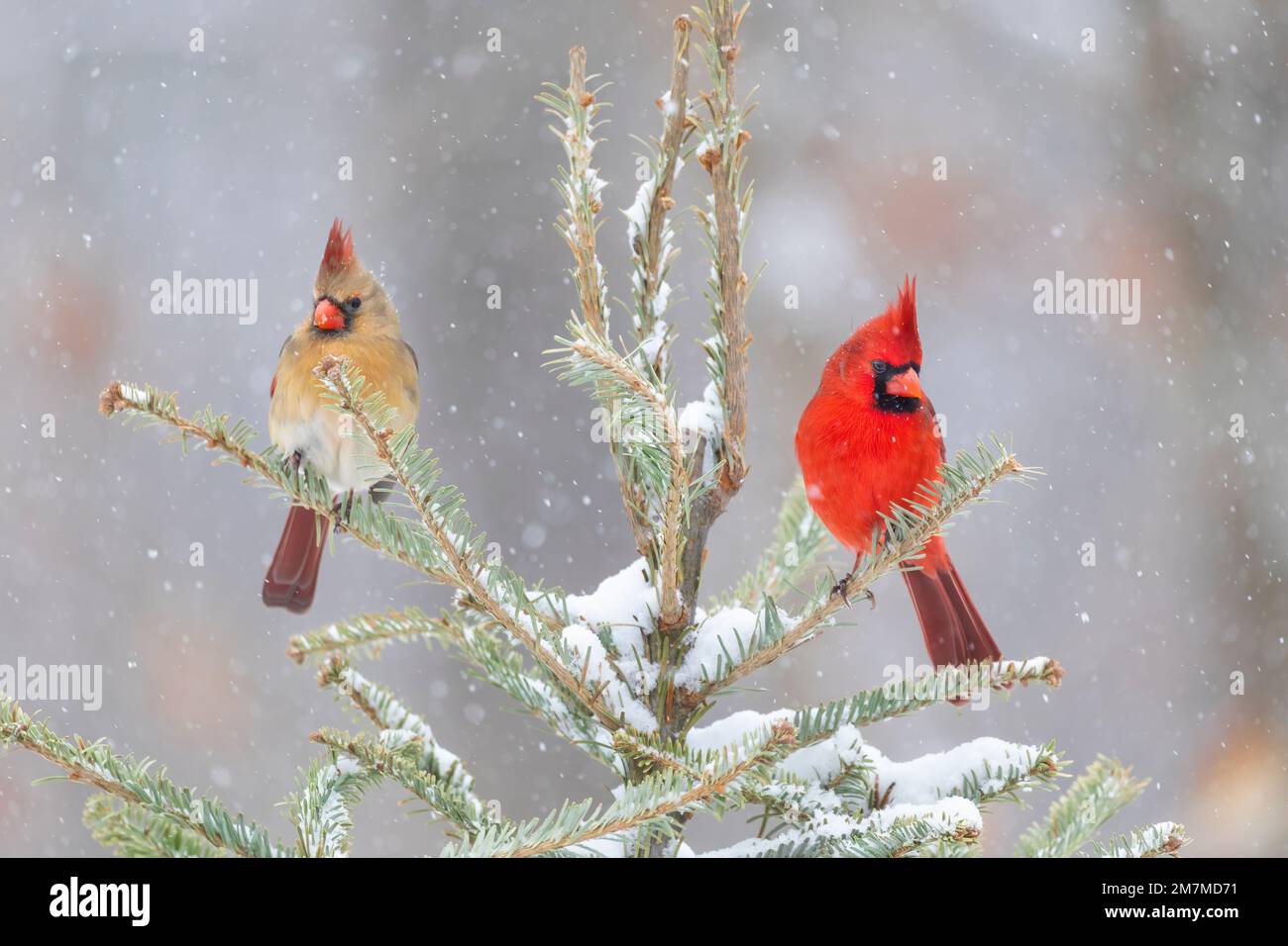 Cardinal Spruce Tree 01530-25110 Northern Cardinal (Cardinalis cardinalis) male & female in ...