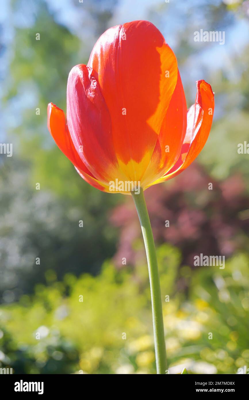 Flowers. Tulip blossom. Light and shadow. Pink background. Duke ...