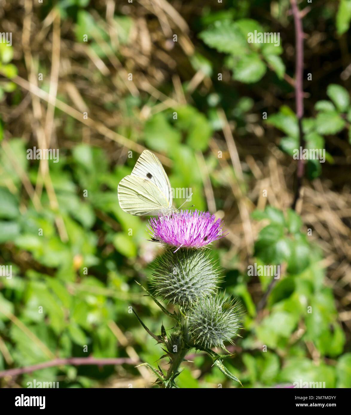 Green-veined white butterfly feeding on spear thistle flowerhead Stock Photo