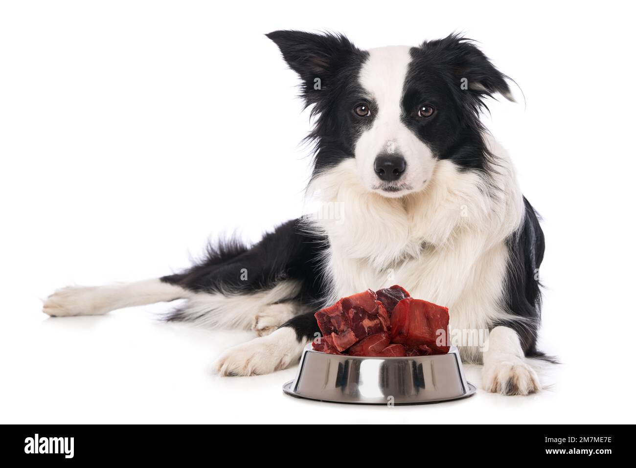 Young border collie dog with food bowl isolated on white background
