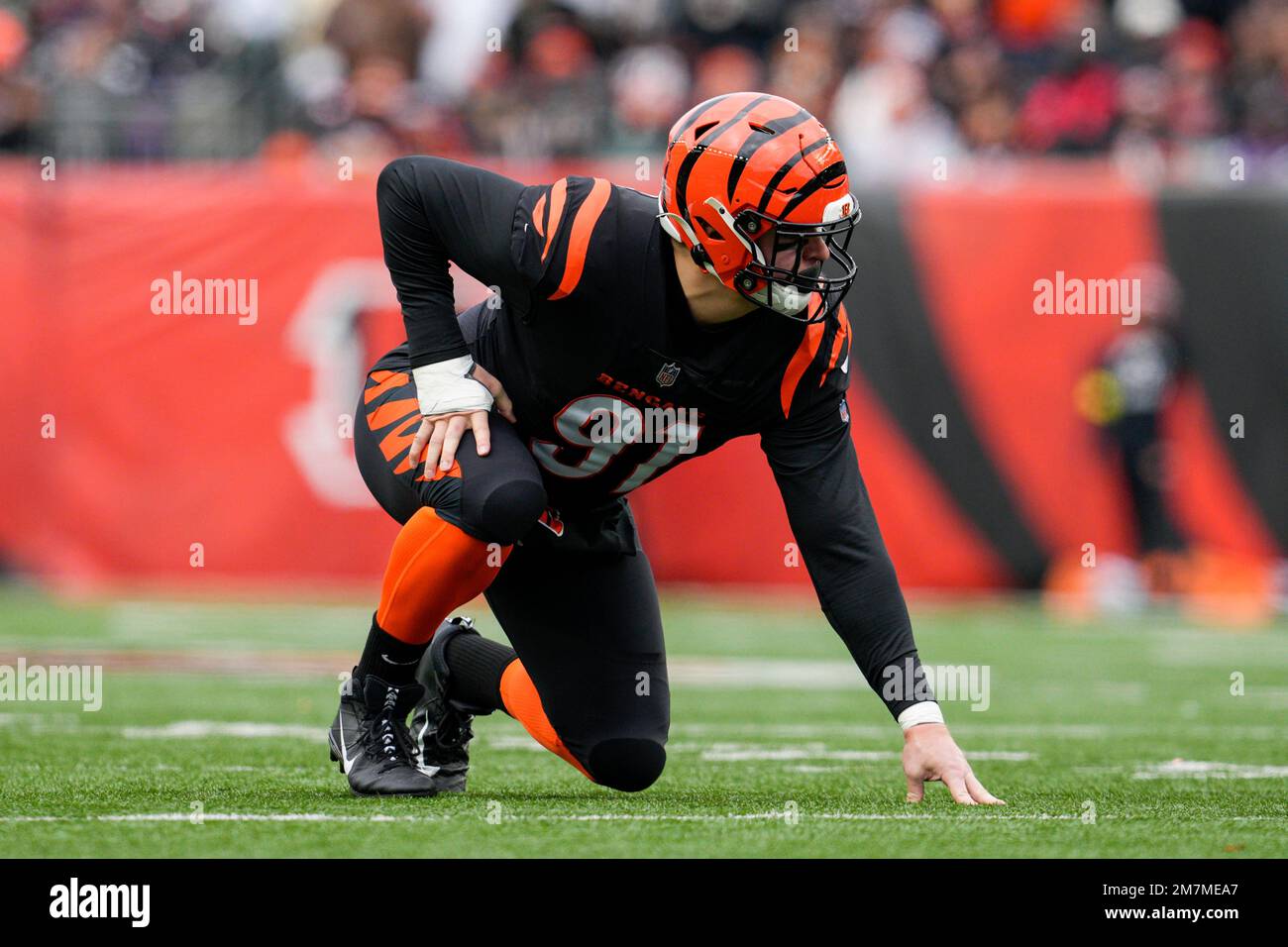 Cincinnati, Ohio. December 5, 2021: Cincinnati Bengals defensive end Trey  Hendrickson (91)celebrates with teammates after his sack for loss at the  NFL football game between the Los Angeles Chargers and the Cincinnati