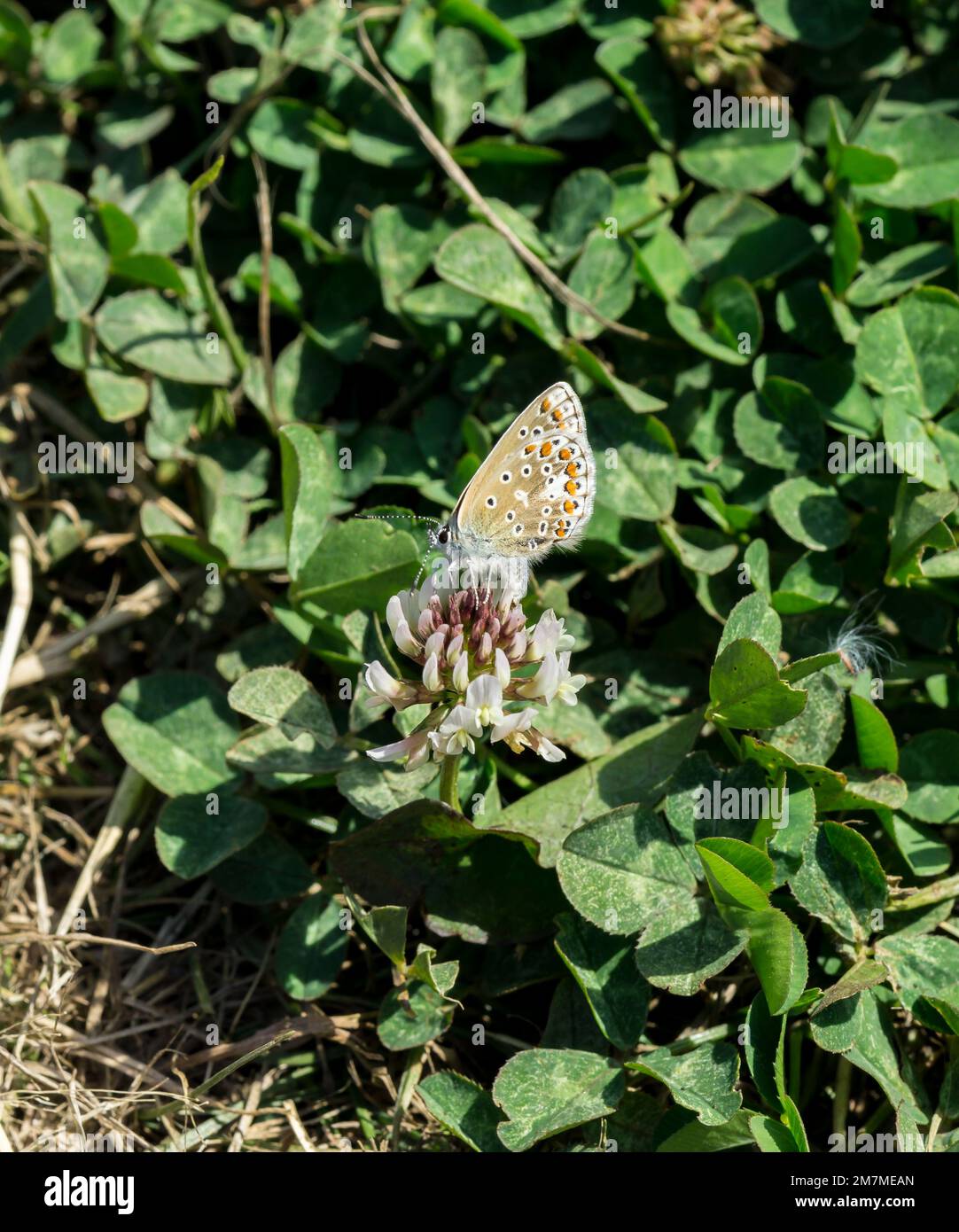 Underside of wings of female Common Blue butterfly Cherry Fields 2022 Stock Photo