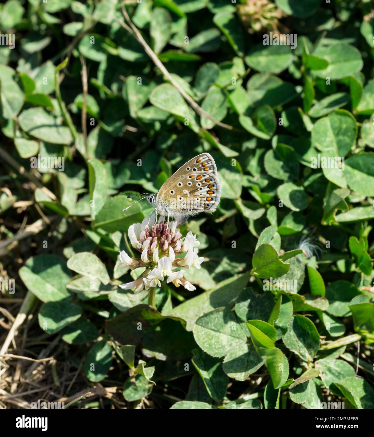 Underside of wings of female Common Blue butterfly Cherry Fields 2022 Stock Photo