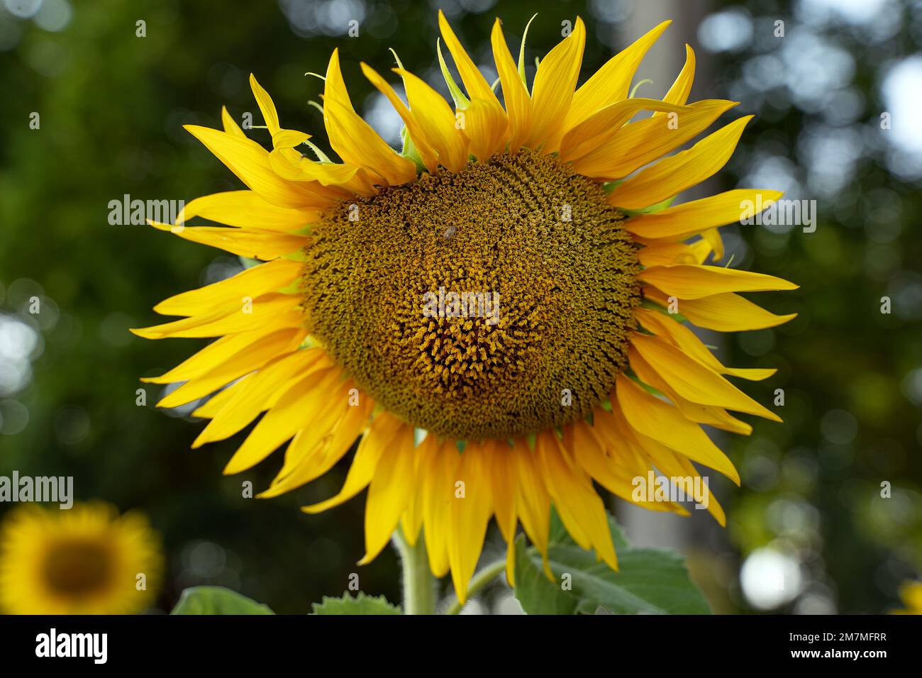Ugly sunflower head. Yellow sunflower against the sky. Underdeveloped yellow head of a sunflower. A flawed plant. Stock Photo