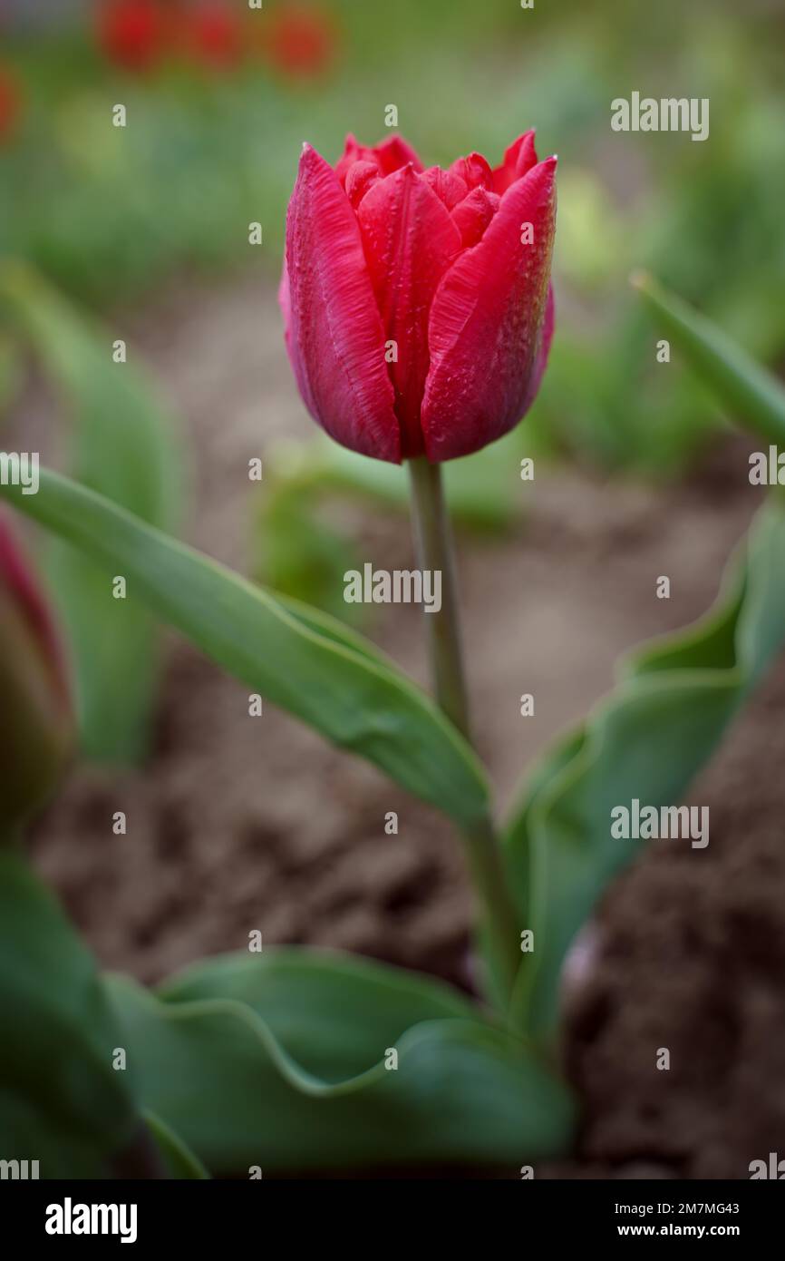 Pink tulip, close-up. The variety is peony, Red Springgreen. Many petals. Spring flowers. Background, postcard Stock Photo