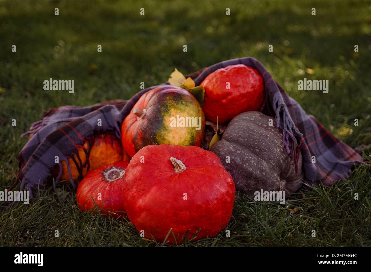 Orange and green pumpkins on the grass under a blanket Stock Photo - Alamy