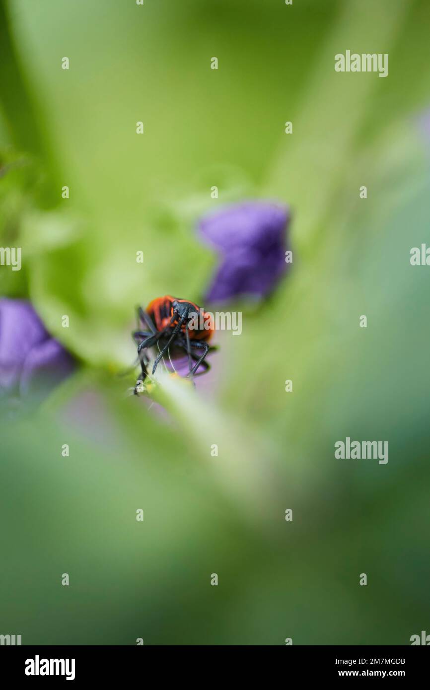 Firebug on a flower stem Stock Photo
