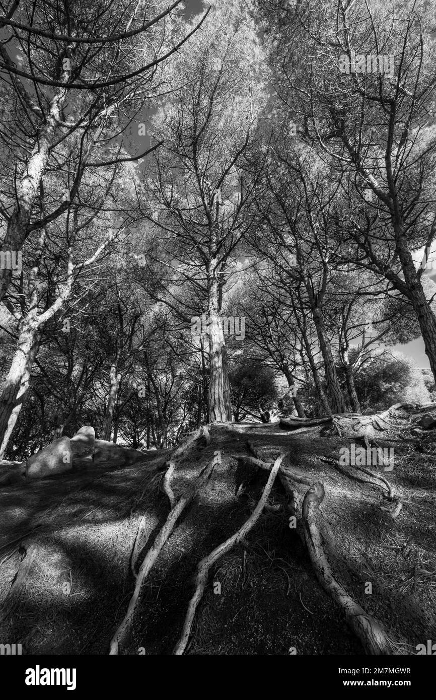 Landscape in the forest with the roots of a pine tree sticking out of ...