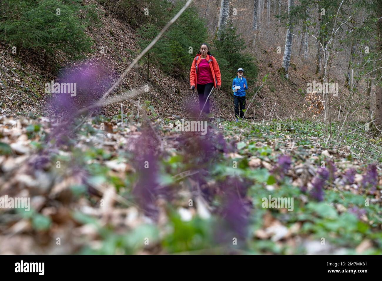 Europe, Germany, Southern Germany, Baden-Württemberg, Danube Valley, Sigmaringen, Beuron, mother and son hiking in the forest Stock Photo