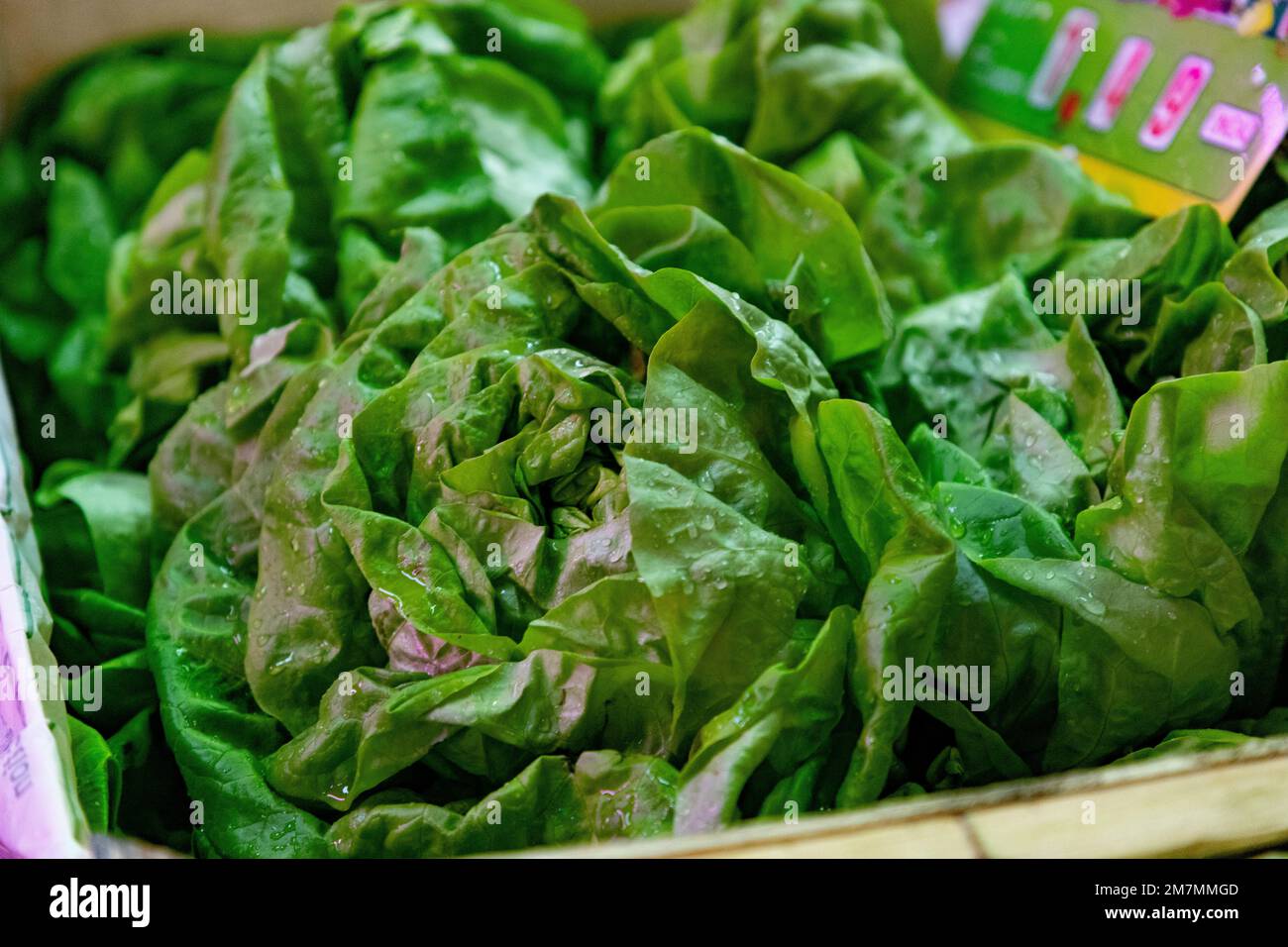 Lettuces. Fruit and vegetable stall. Stall with lettuce in a market in