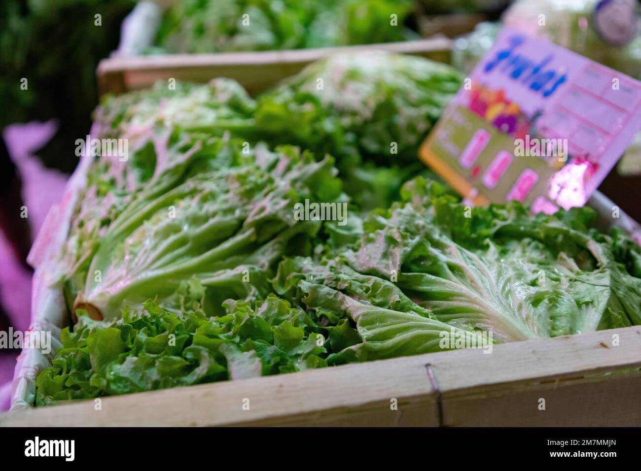 Lettuces. Fruit and vegetable stall. Stall with lettuce in a market in