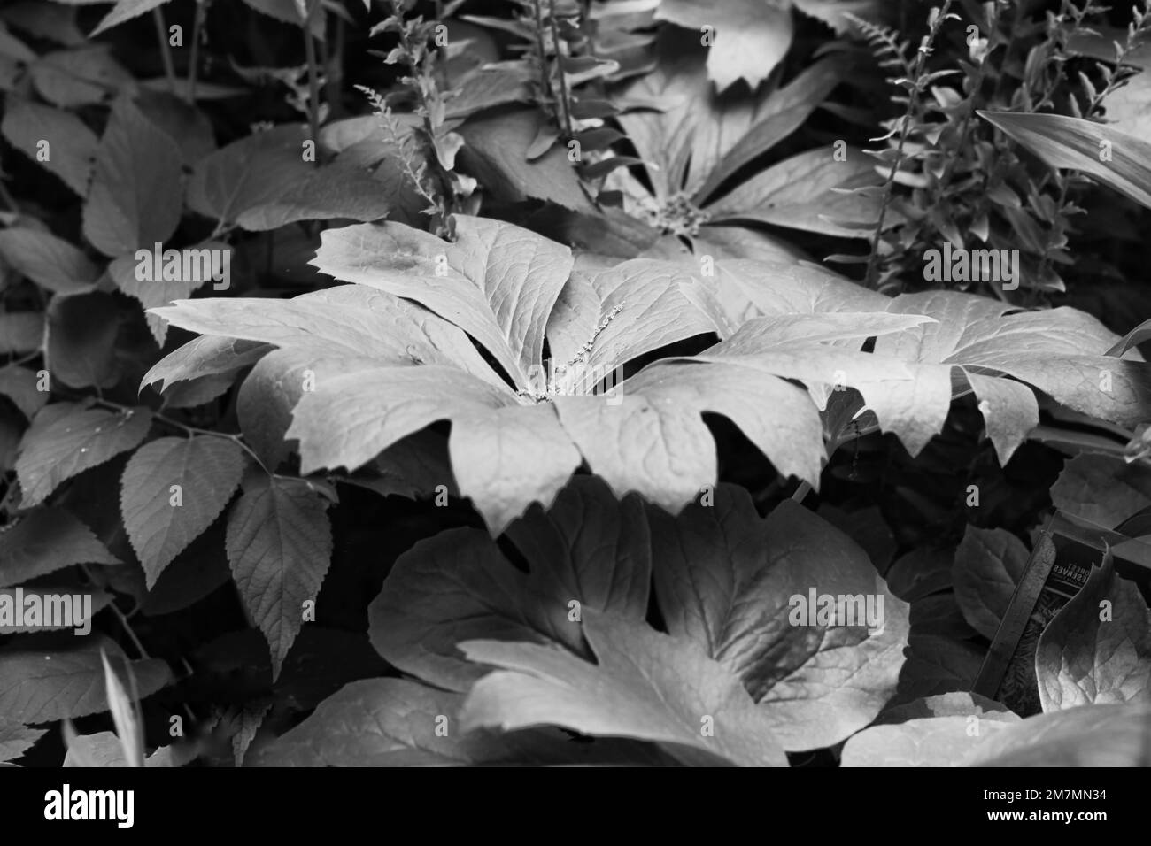 Leafy summer plants growing in the sunny meadow in a black and white ...