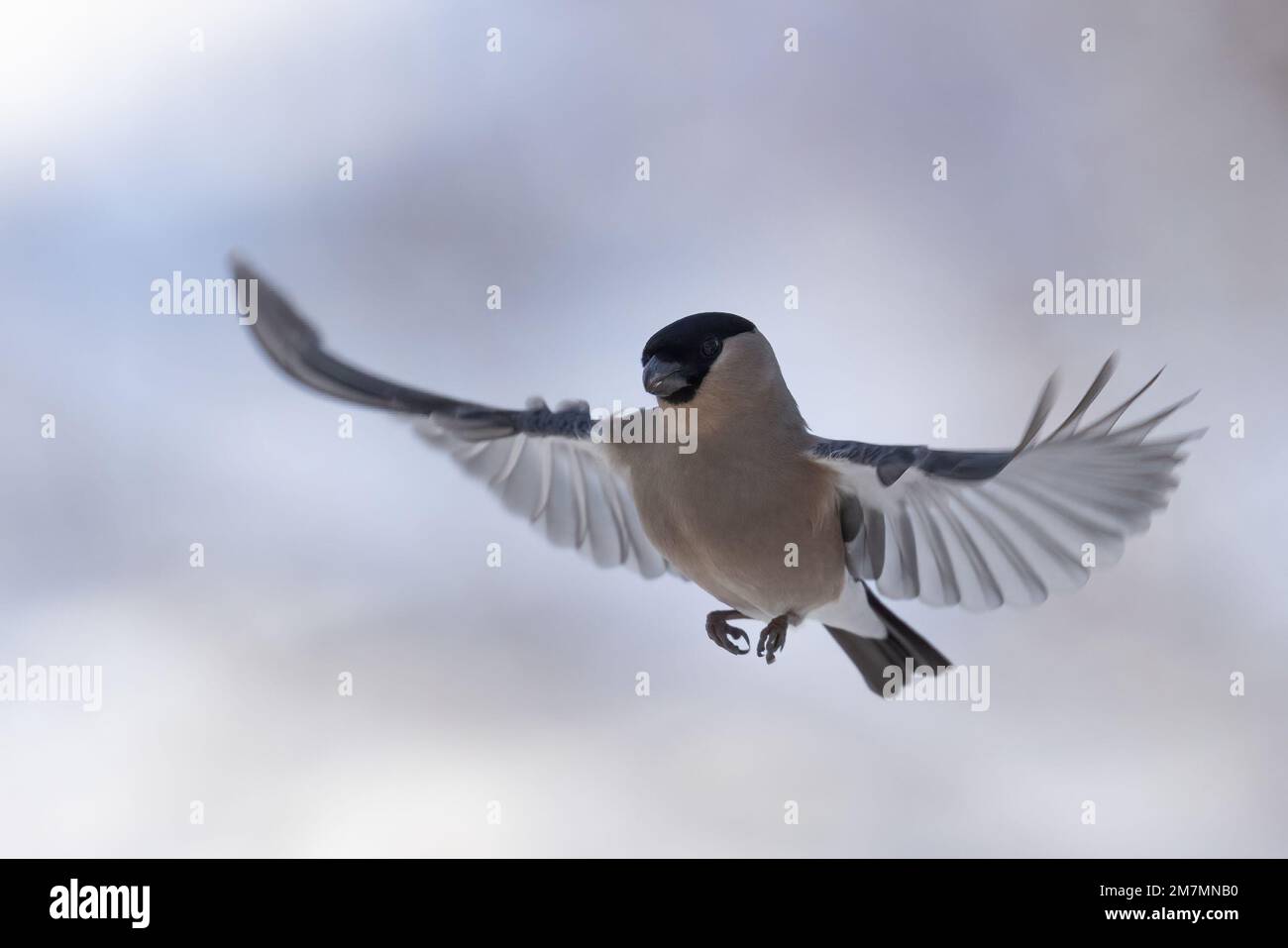 Eurasian bullfinch Stock Photo