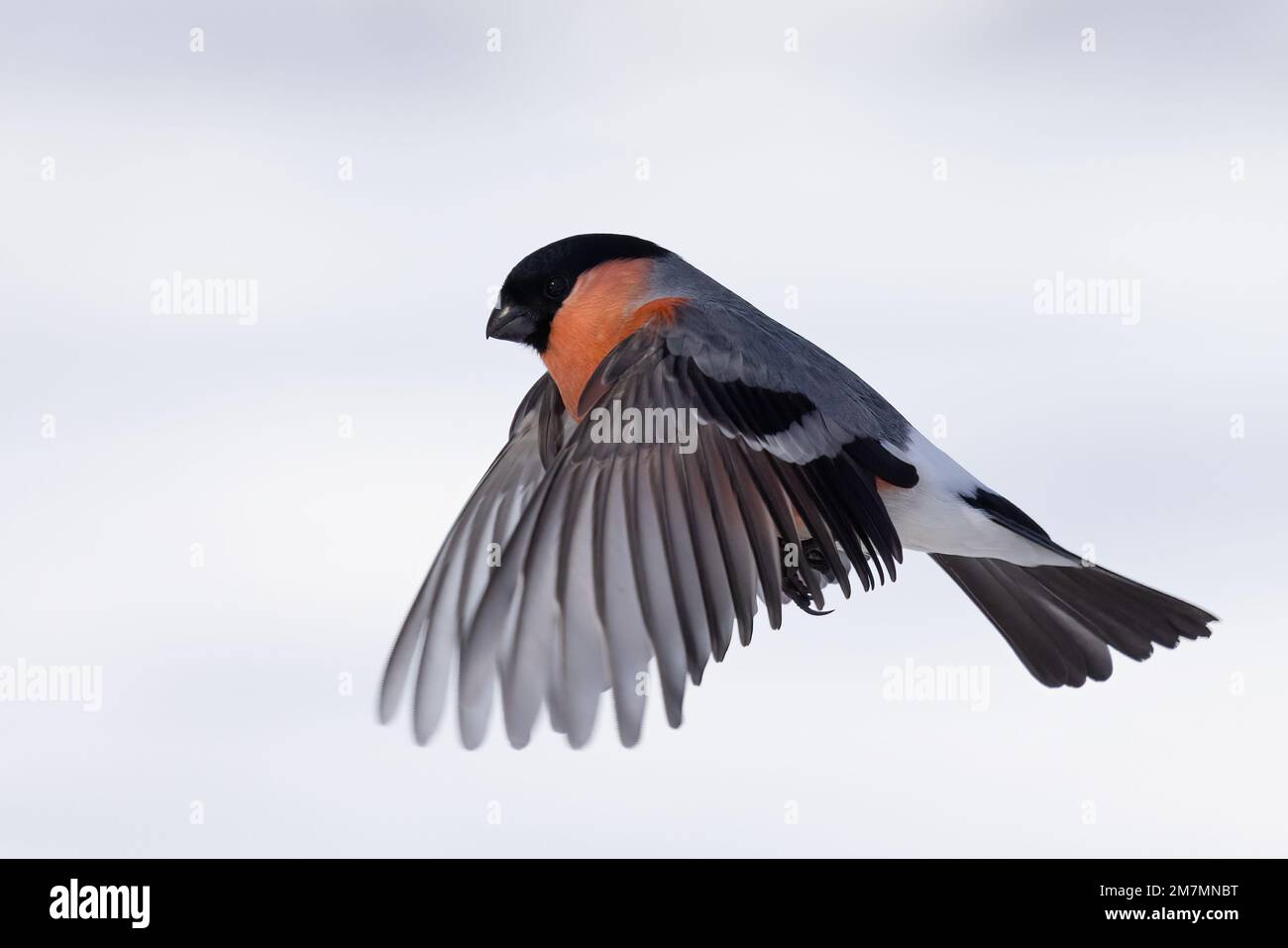 Eurasian bullfinch Stock Photo