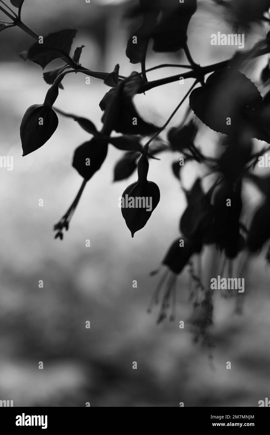 Silhouette of a beautiful summer flower hanging in the air in a black