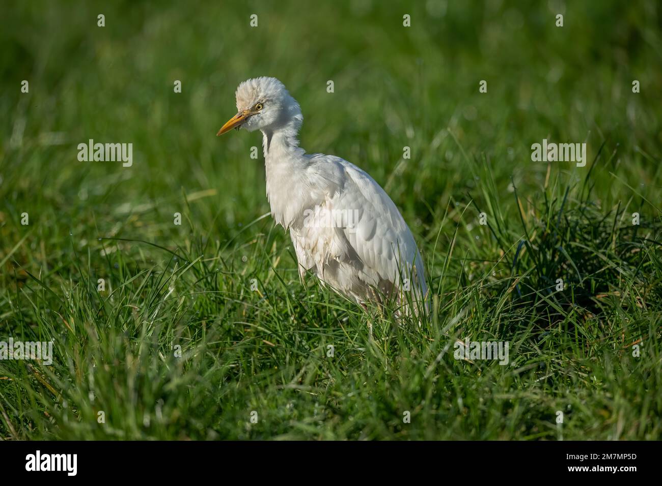 Cattle egret, (Bubulcus ibis) standing on the grass in the uk in Summer on a farm Stock Photo