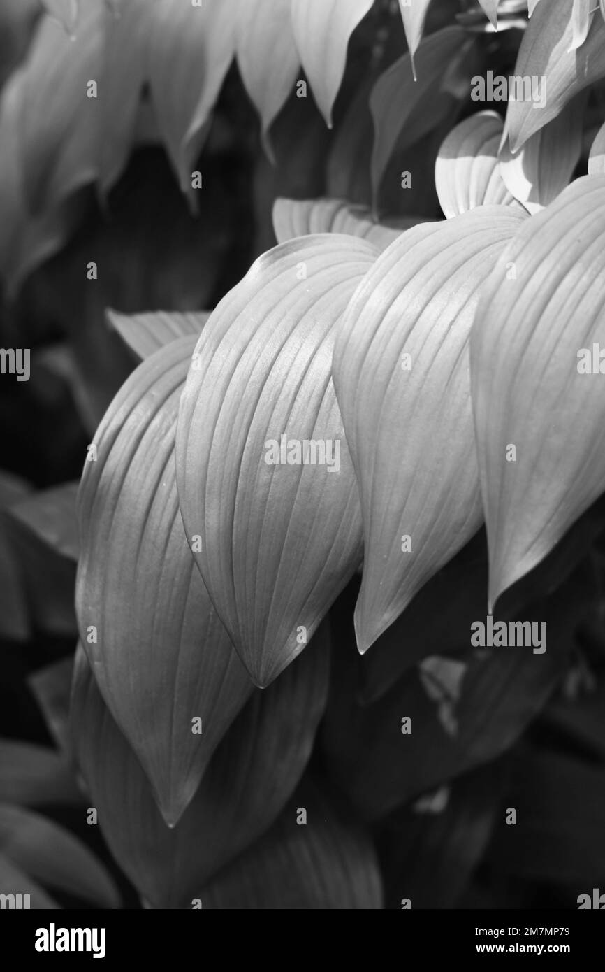 Leafy summer plants growing in the sunny meadow in a black and white ...