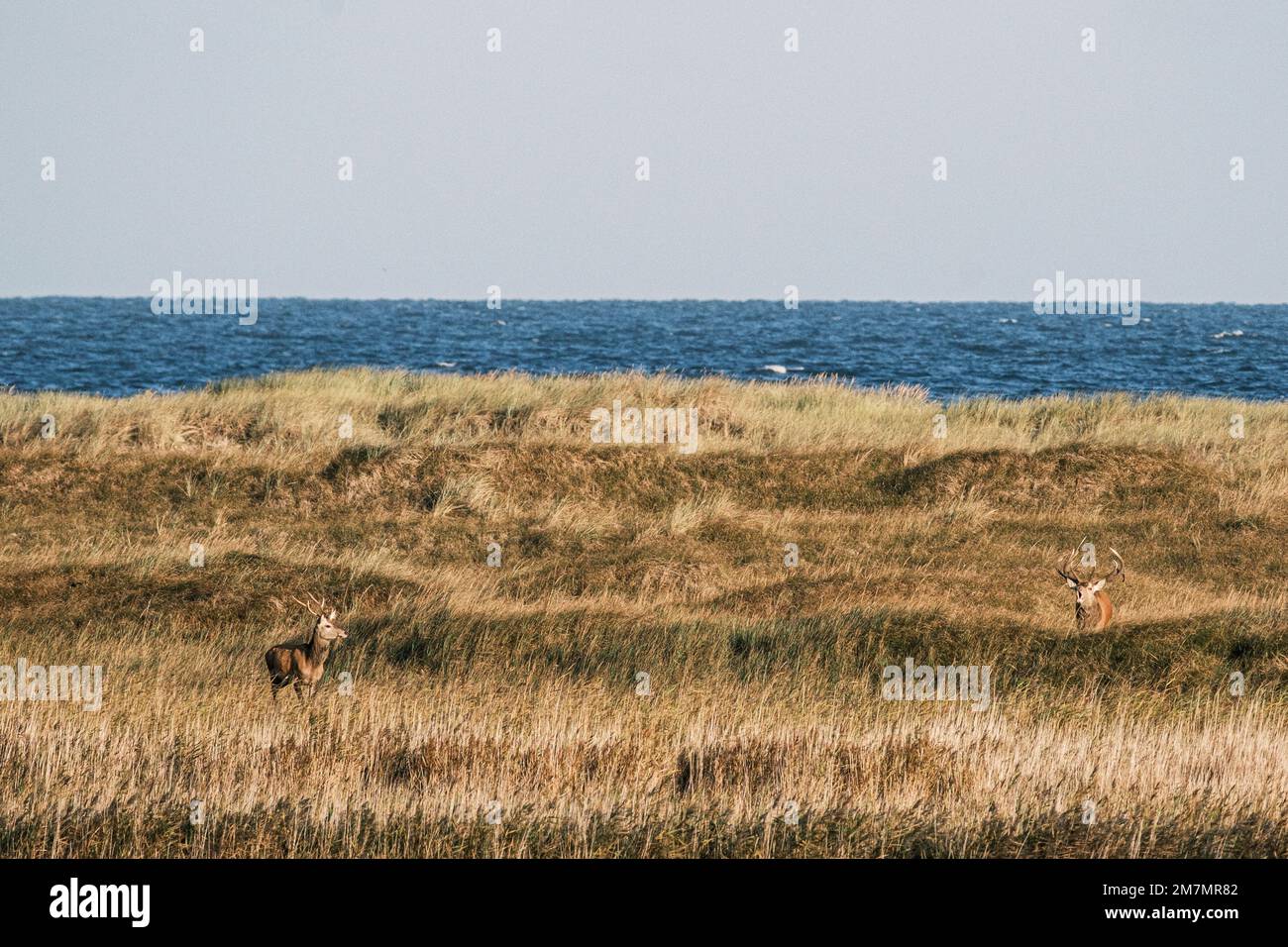 Red deer at the Baltic Sea Stock Photo Alamy