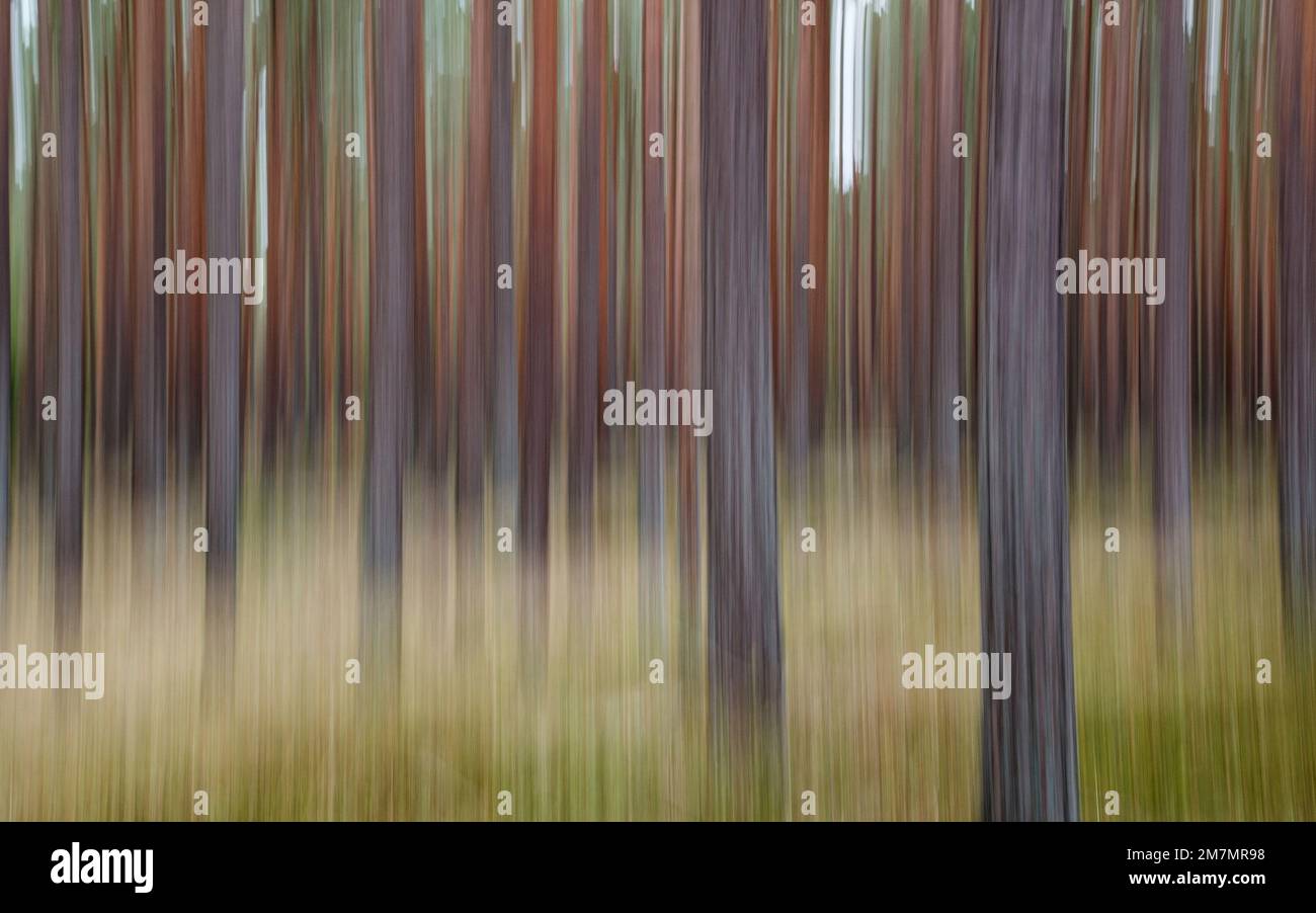 Darss forest, abstract, tree trunks, blurred Stock Photo