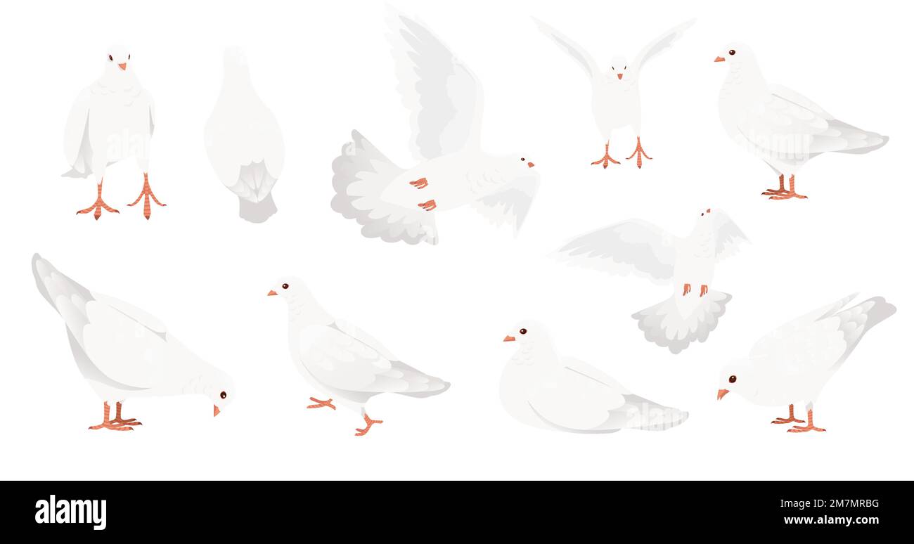 Set of White pigeon dove bird symbol of peace vector illustration
