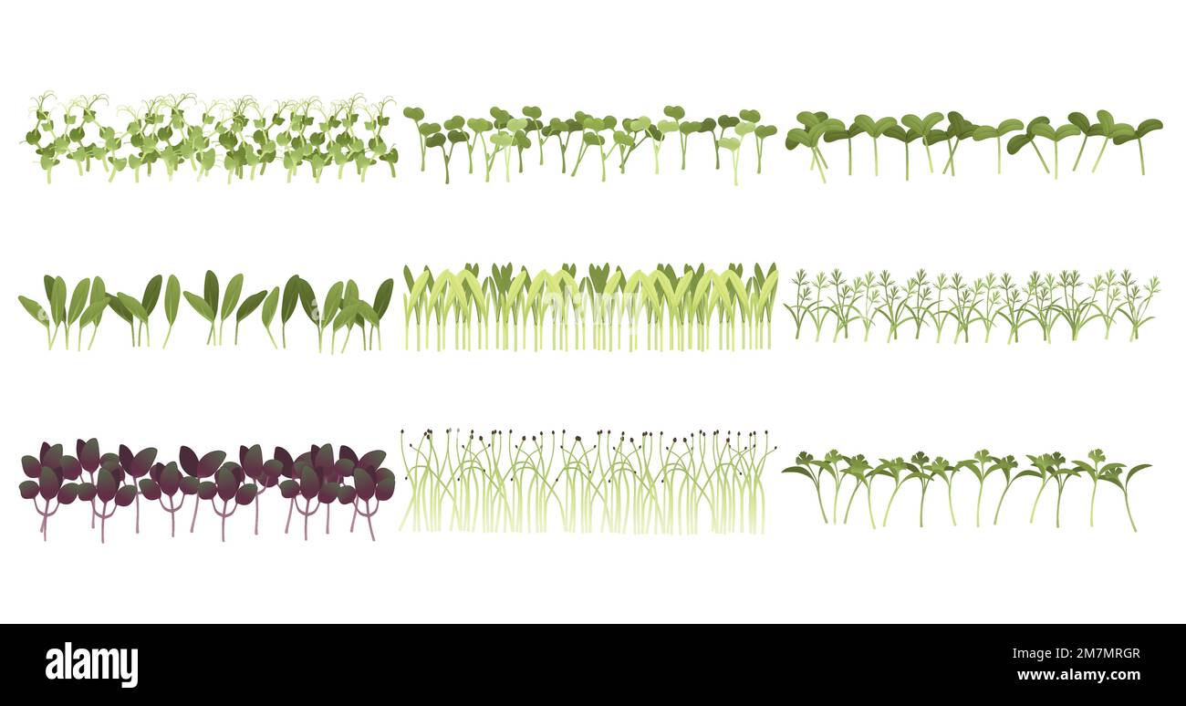Set of Fresh microgreen superfood sprouts healthy nutrition vector illustration on white background Stock Vector