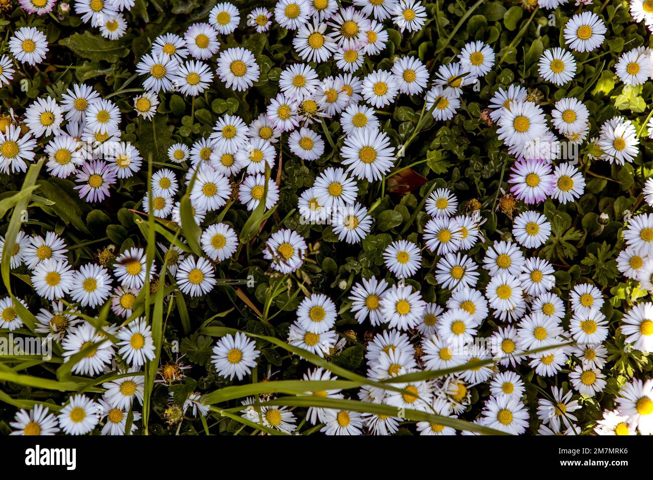 withe daisies flowers and grass in a garden at spring in France Stock ...
