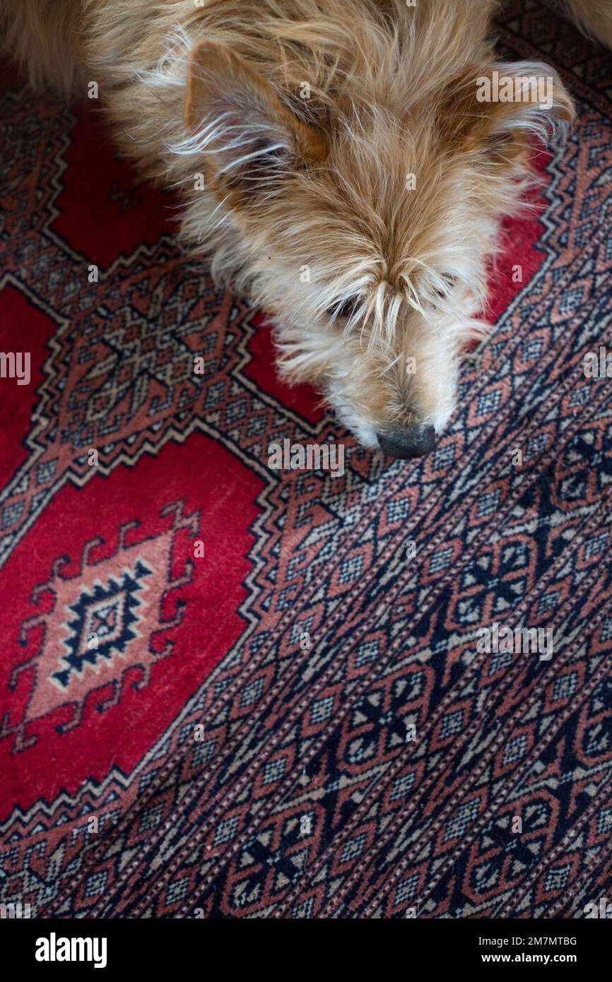 Bright dog resting on a persian carpet hires stock photography and