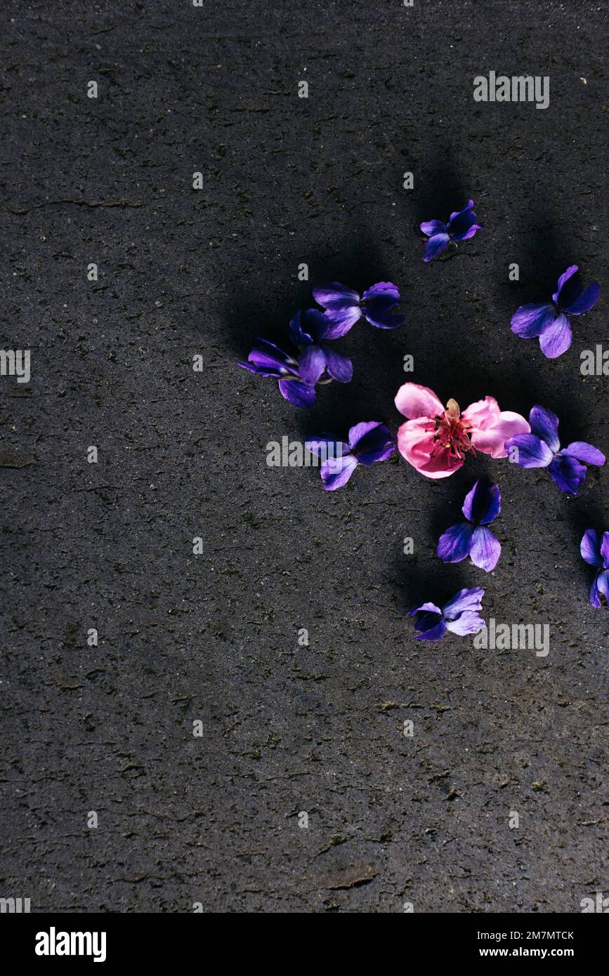 Small pink flower surrounded by purple flowers Stock Photo
