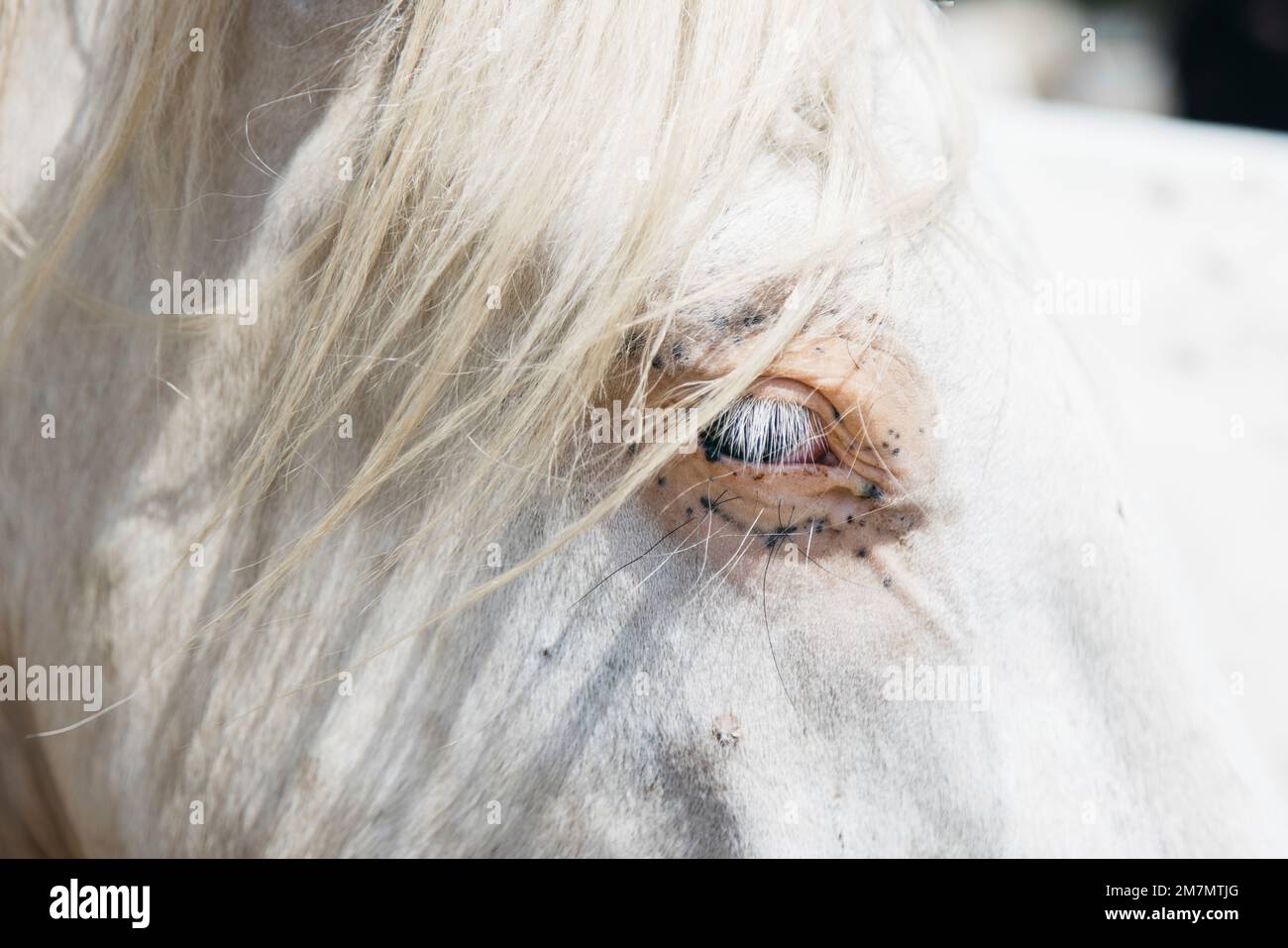 Eye of a white horse in the midday sun Stock Photo